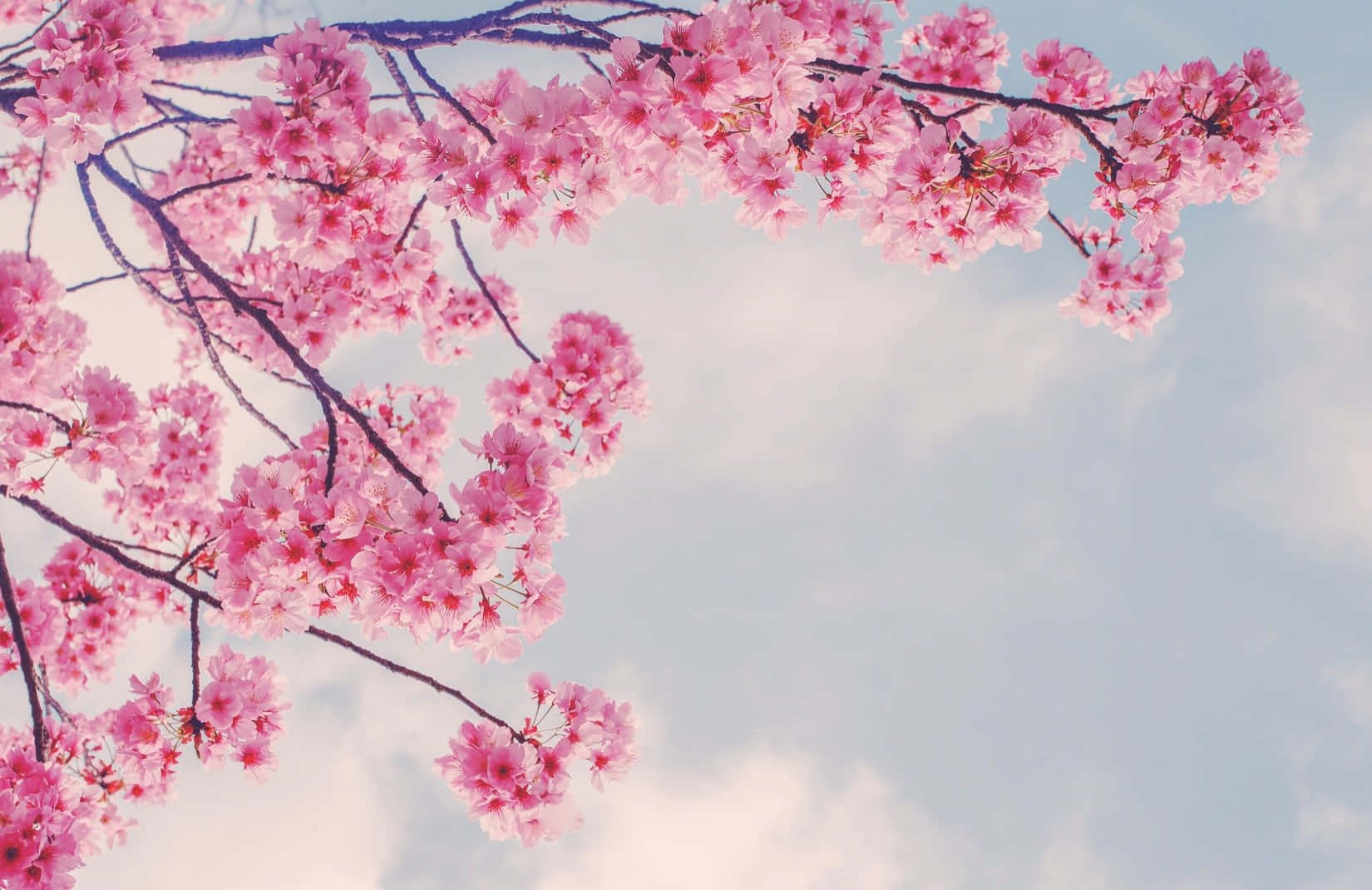 Pink Sakura Branches In Spring Background