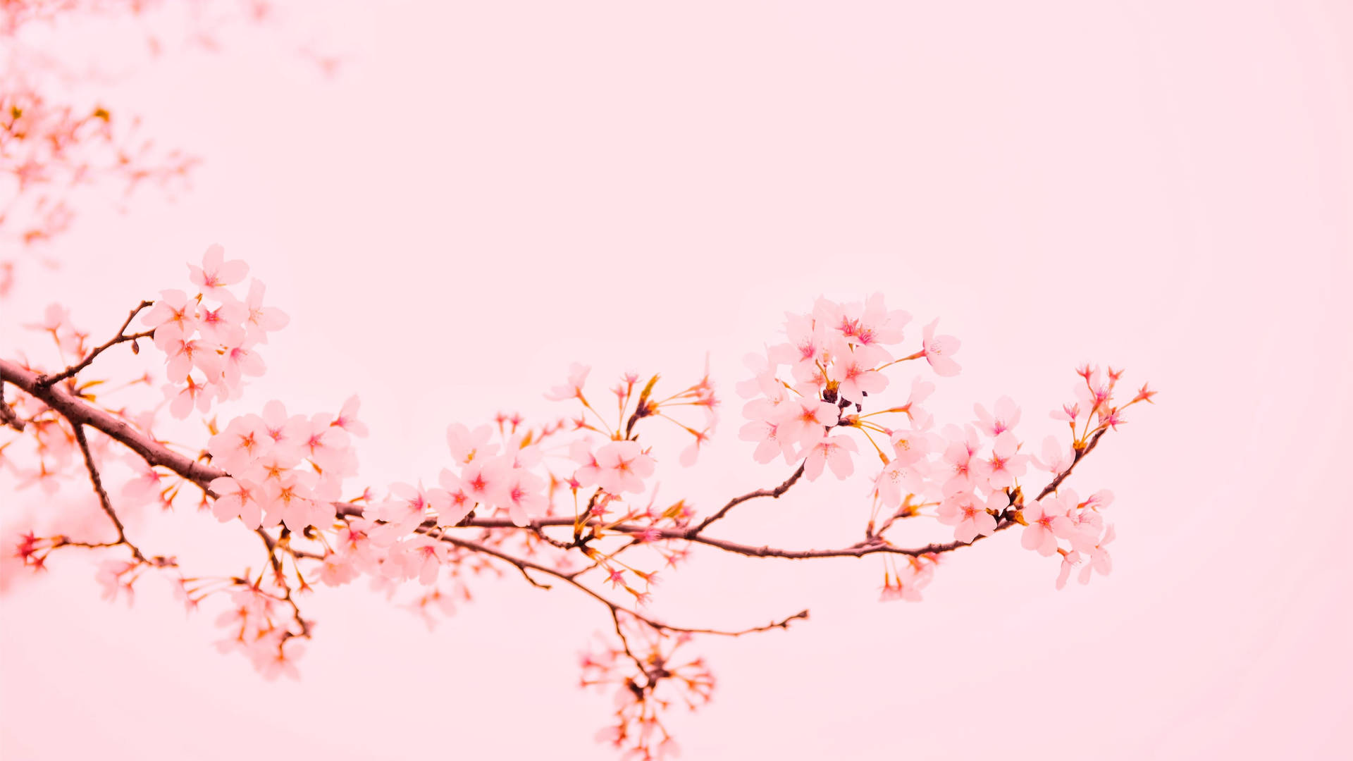 Pink Sakura Spring Background