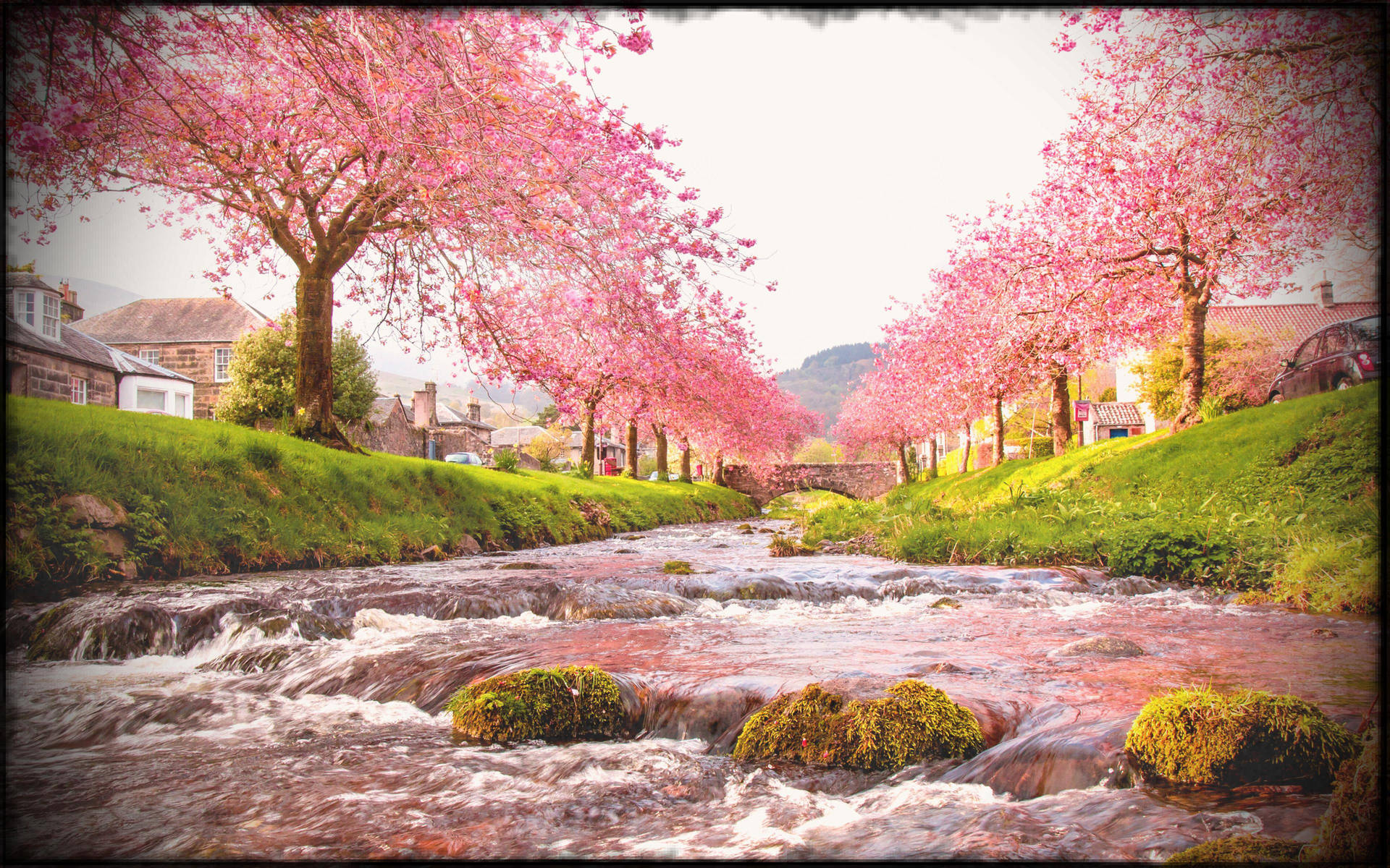 Pink Sakura Trees Japanese Nature