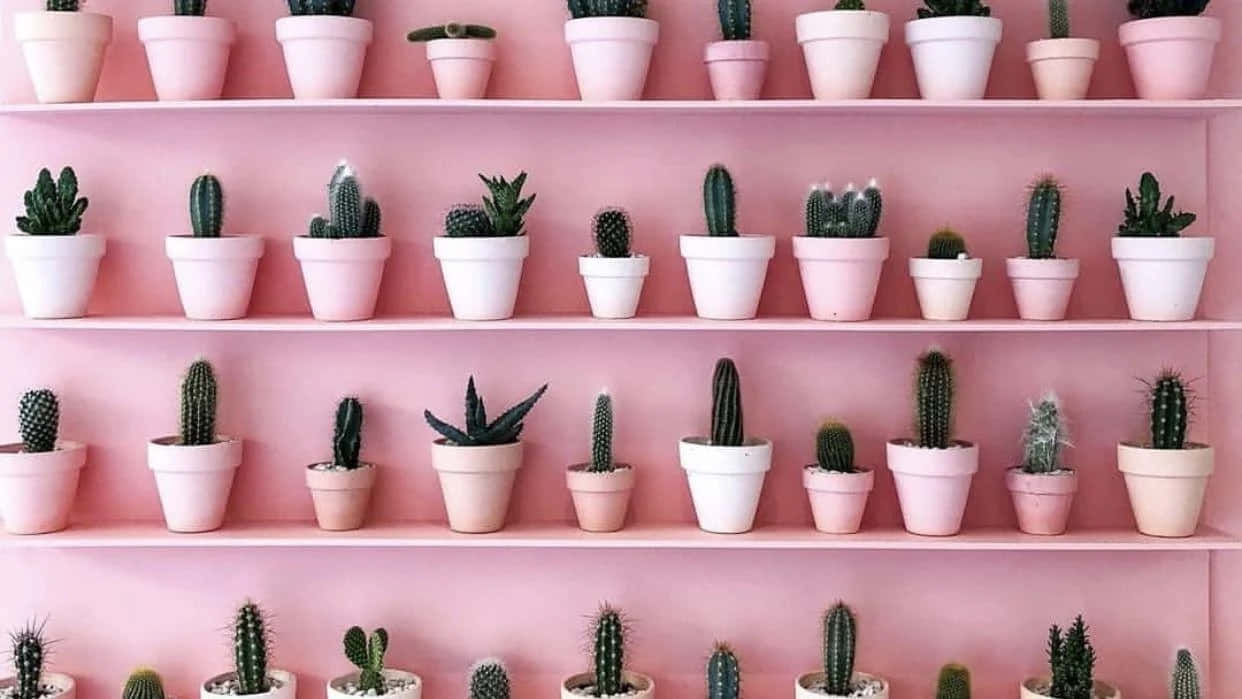 Pink Shelved Cactus Collection Background