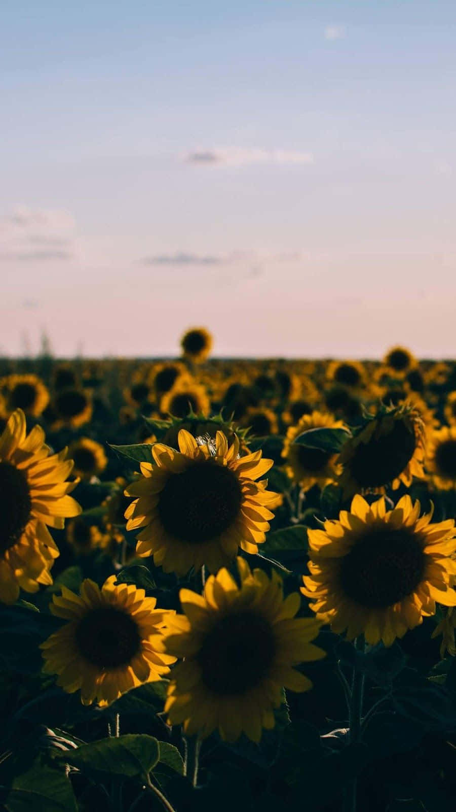 Pink Sky And A Sunflower Aesthetic Iphone Background