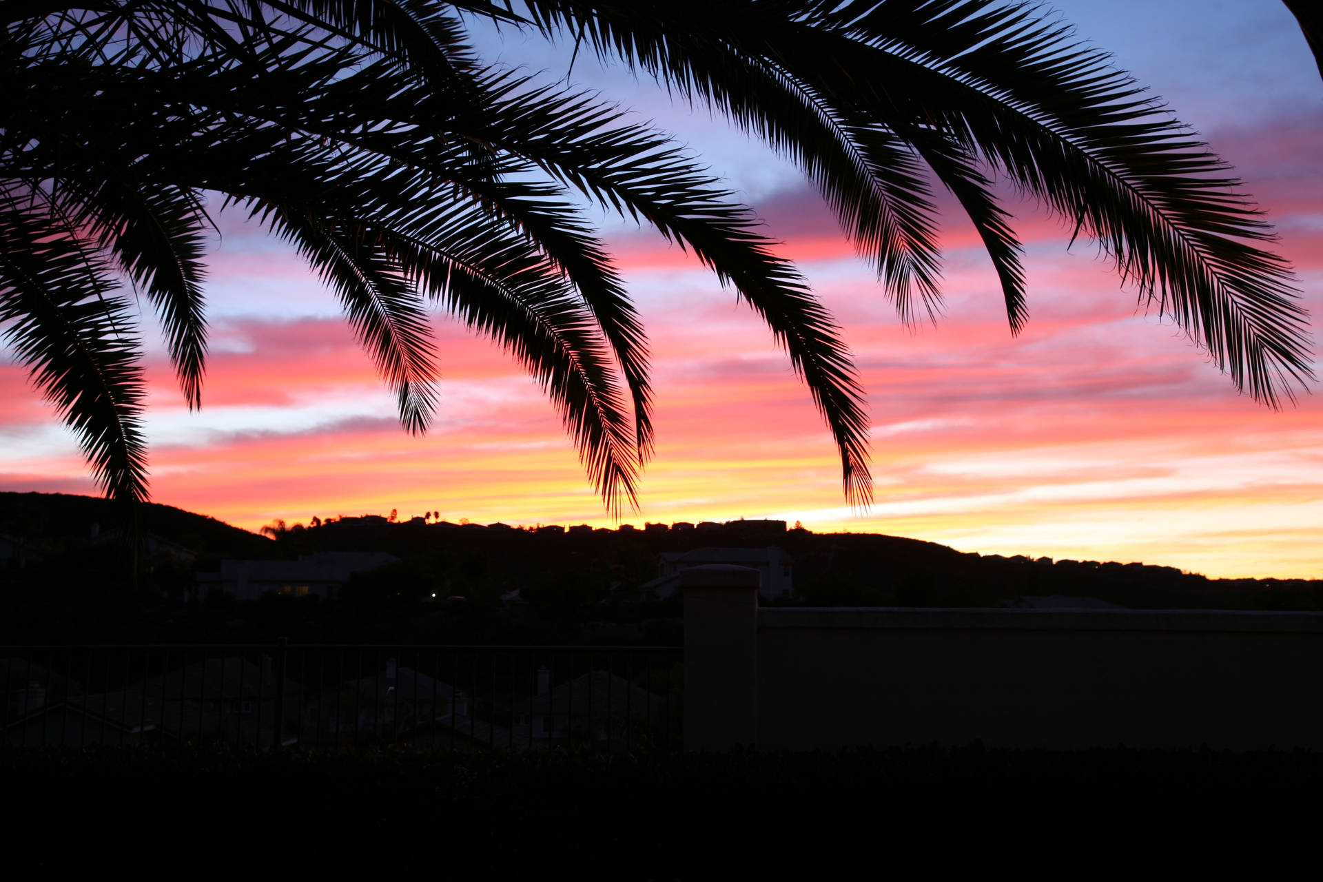 Pink Sky And Beautiful Palm Tree Background