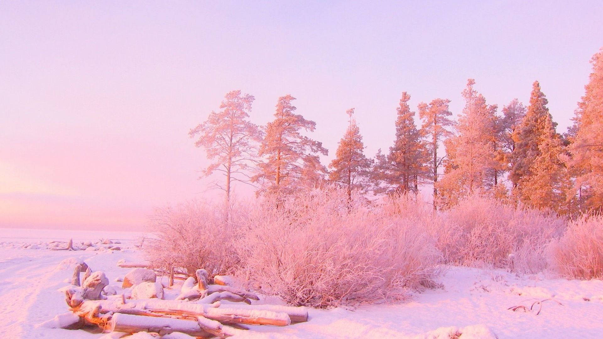 Pink Snow-laden Nature Computer Background