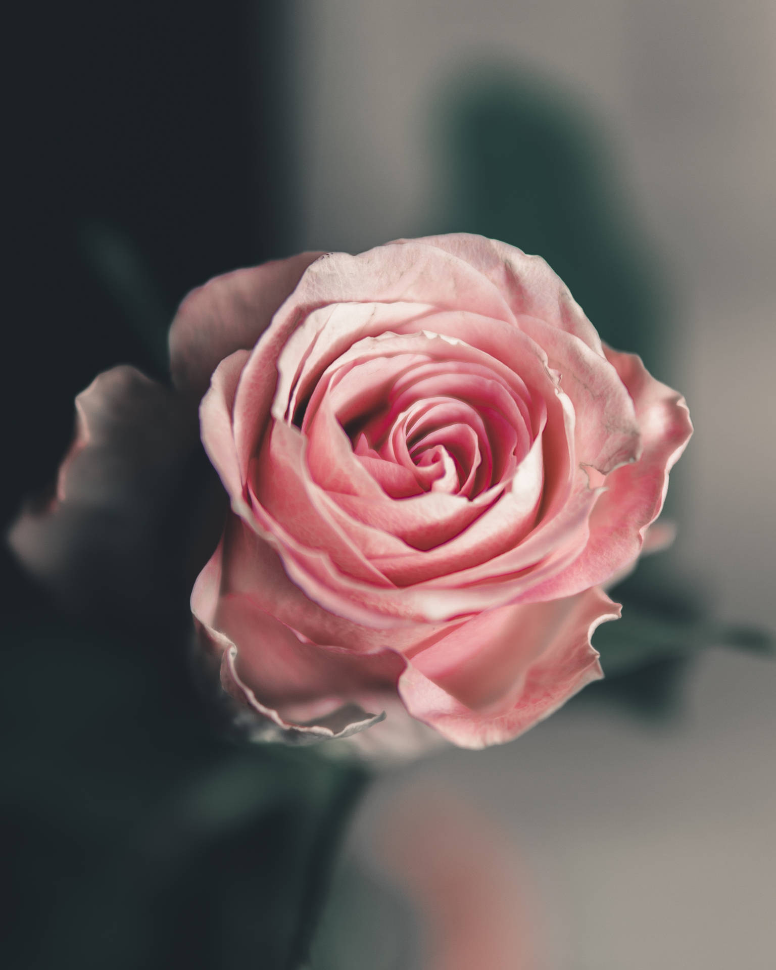Pink Solo Aesthetic Rose Background