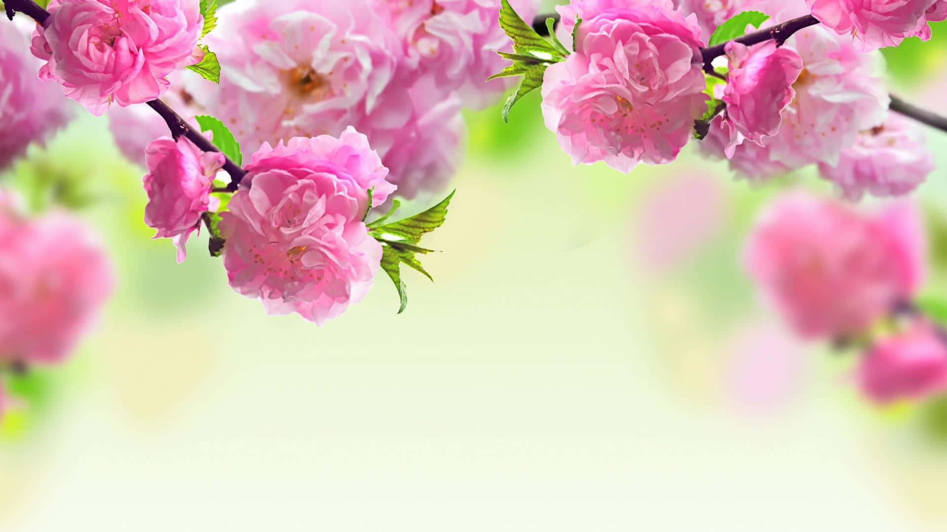 Pink Spring Dual Screen Background