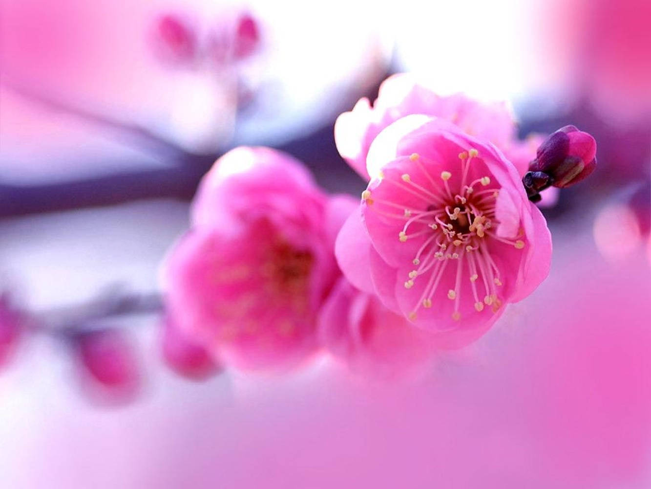 Pink Spring Flowers Background