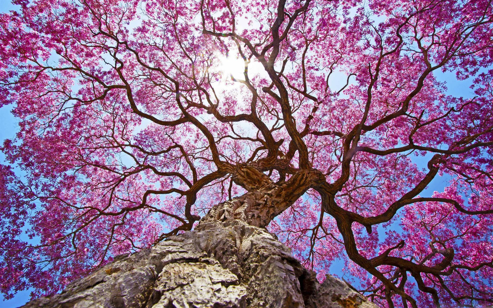 Pink Spring Season Tree Background
