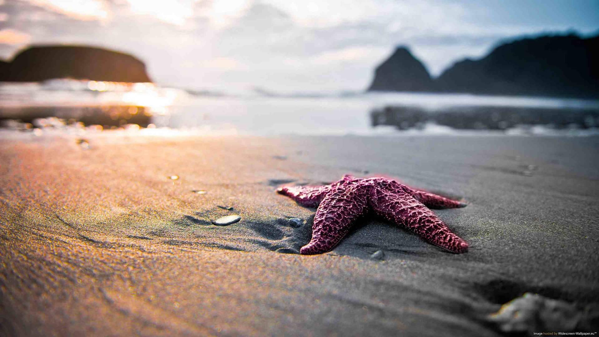 Pink Starfish Beach Desktop Background