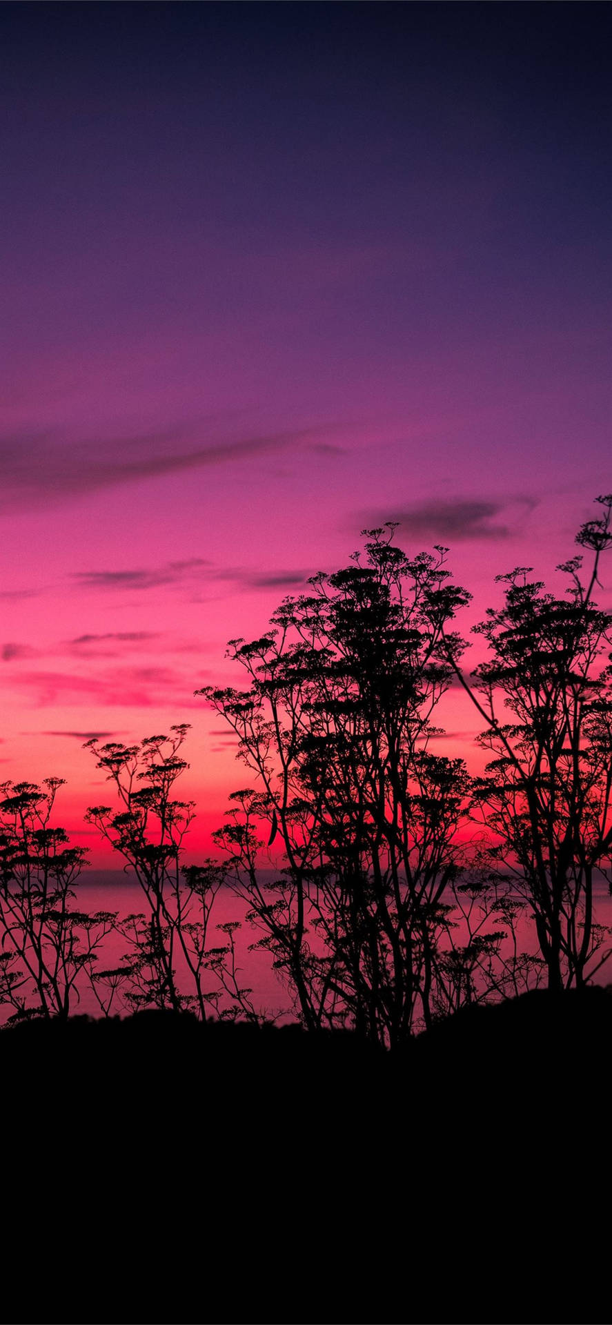 Pink Sunset Foliage Background