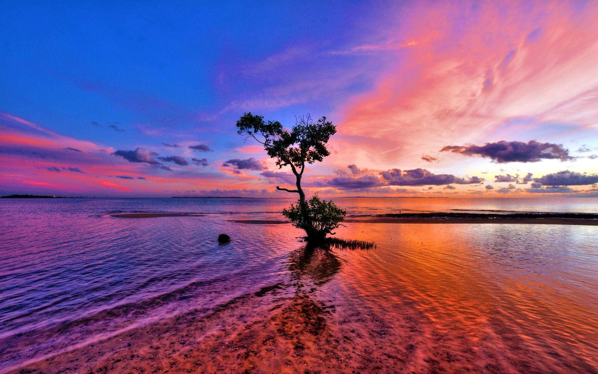 Pink Sunset Tree Background