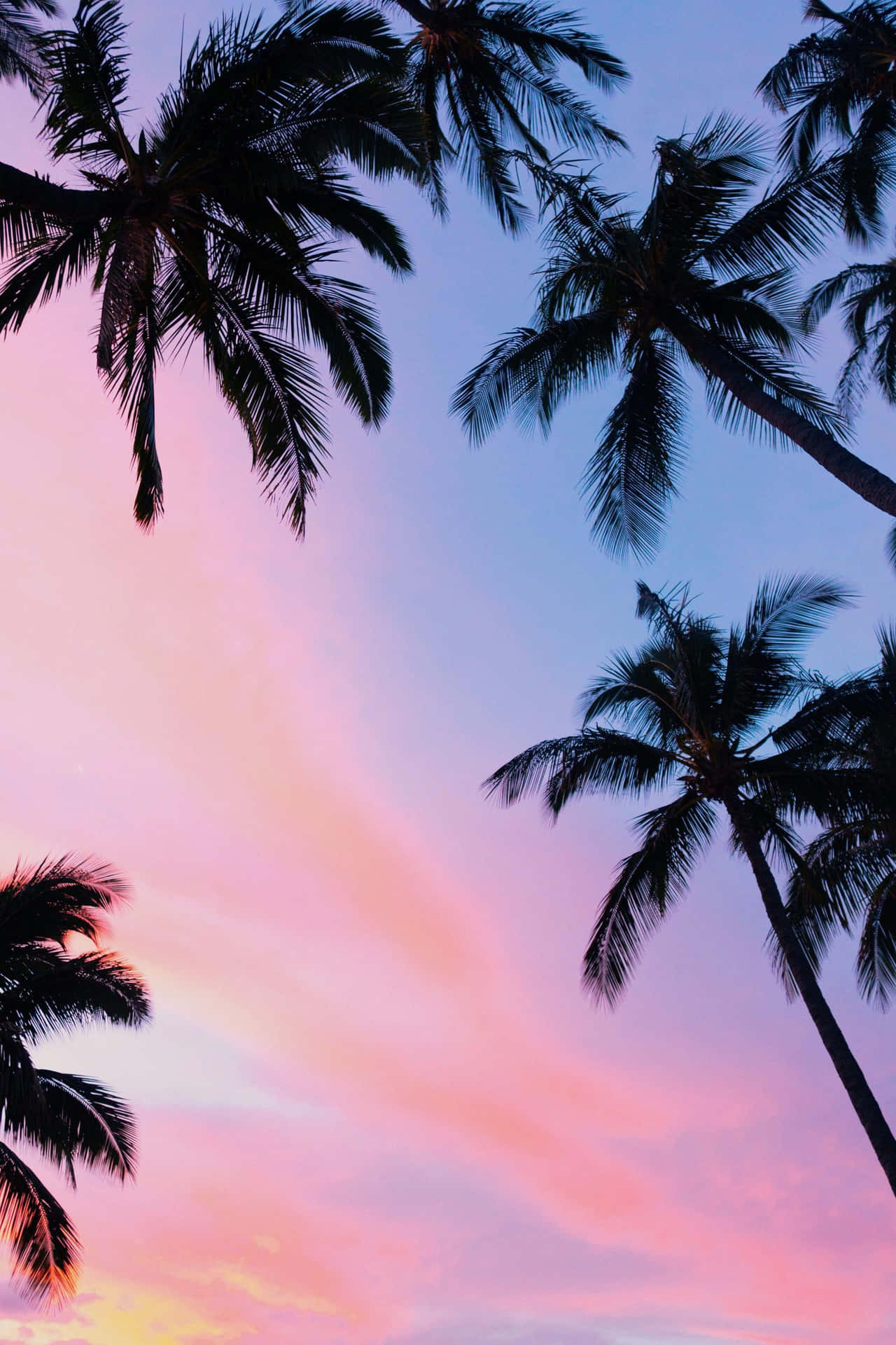 Pink Sunset With Palm Tree Background