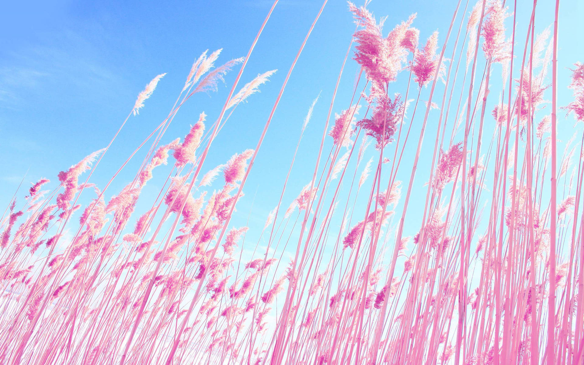 Pink Tall Grasses Under Blue Sky Background