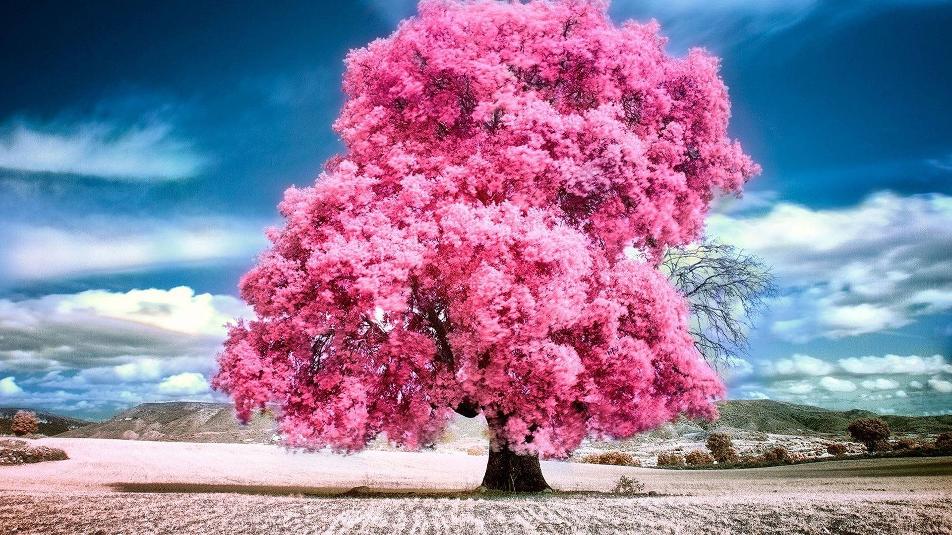 Pink Tree Aesthetic Landscape