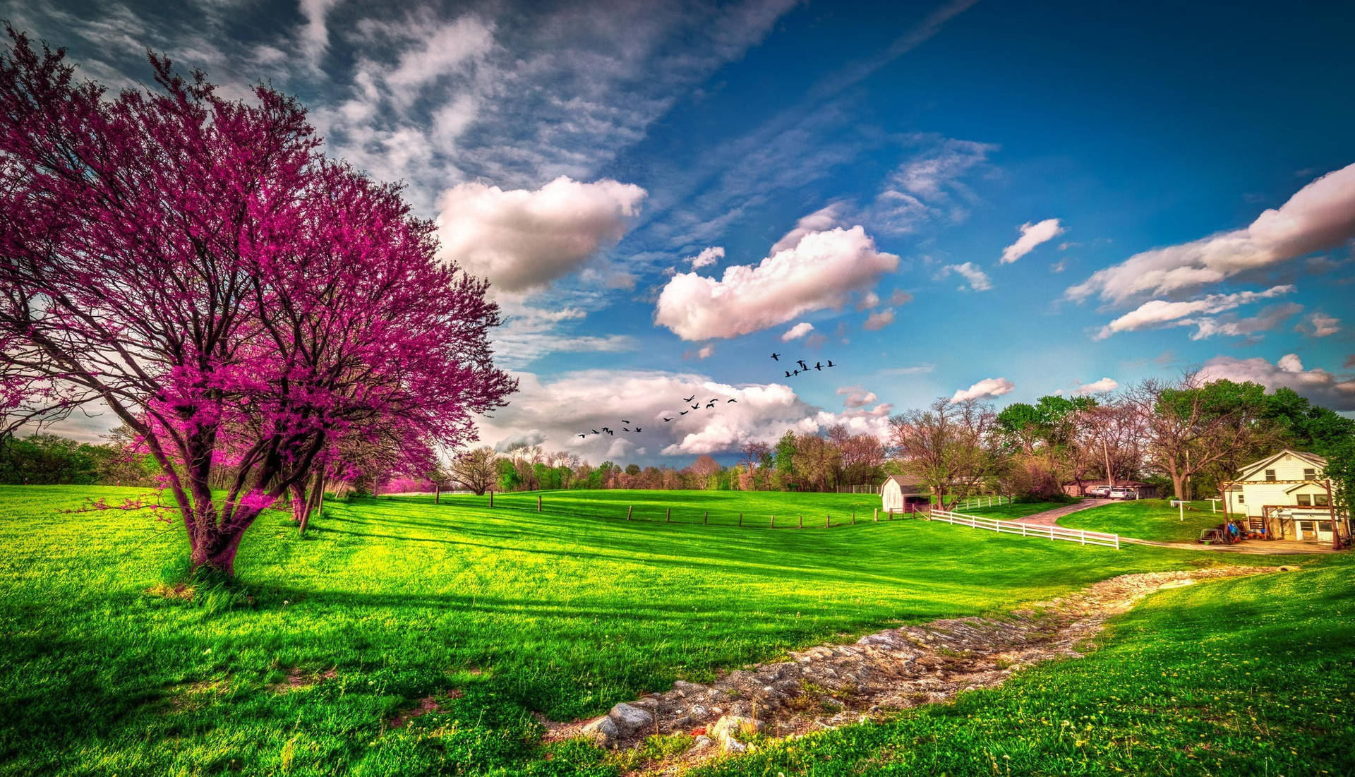 Pink Tree Spring Park Computer Background