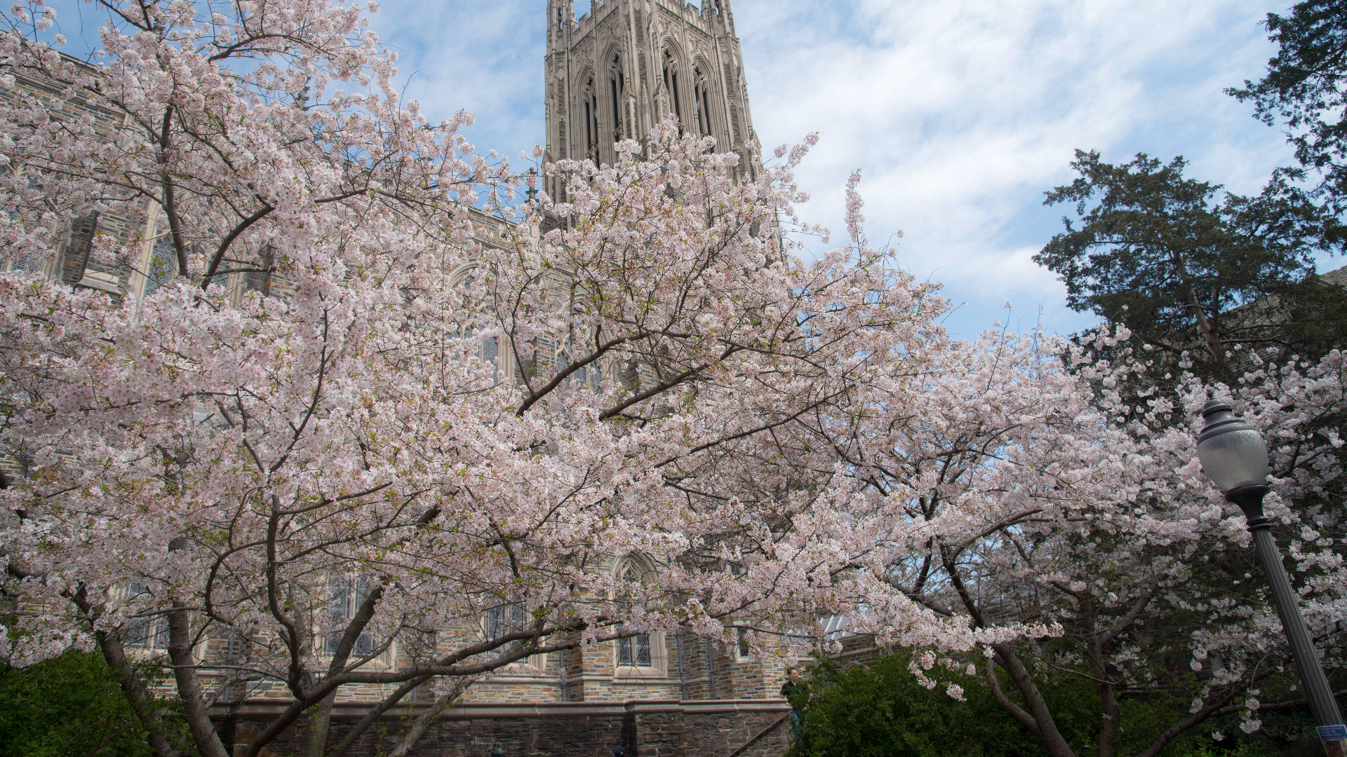 Pink Trees Around Duke University