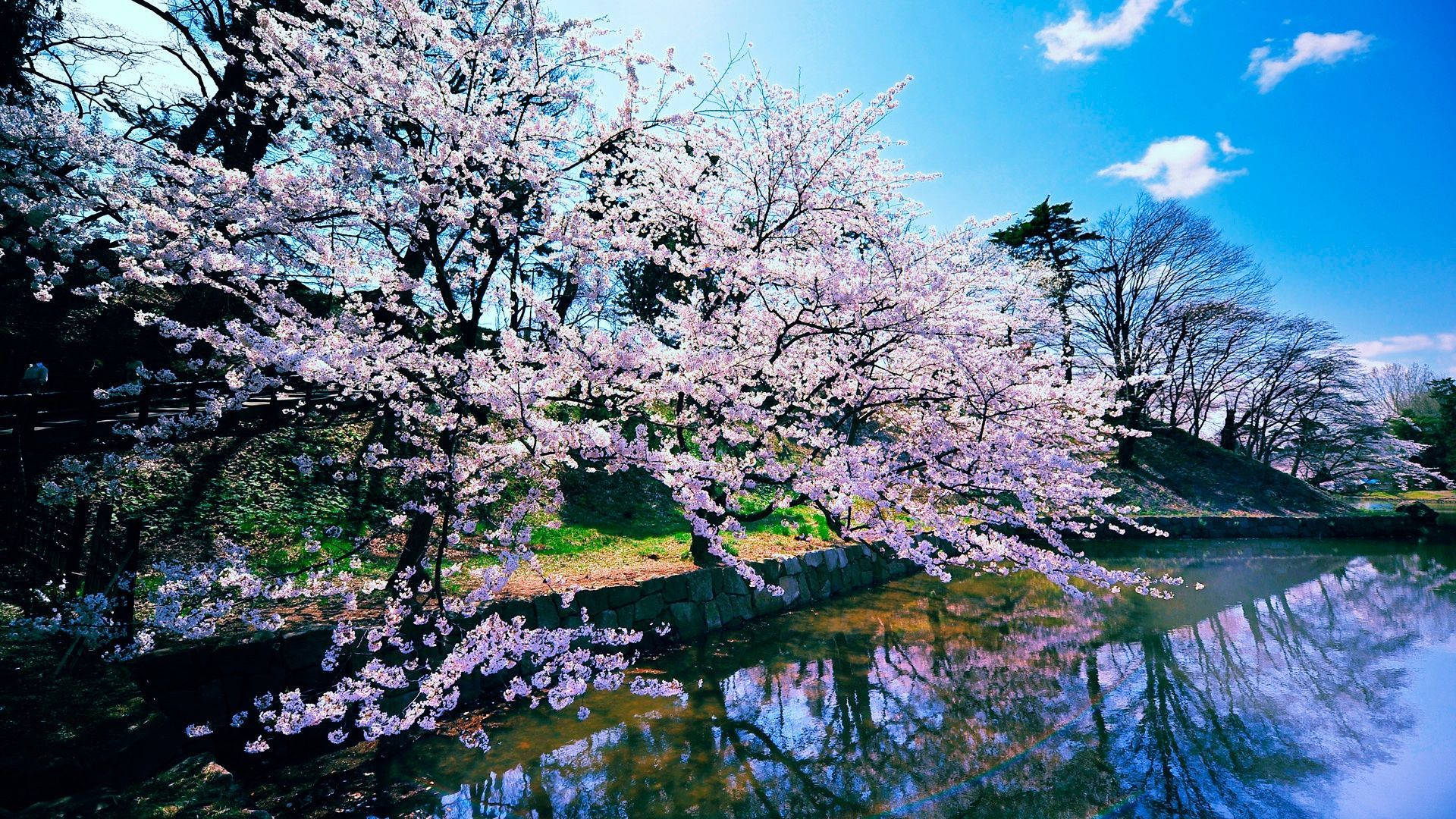 Pink Trees In Japanese Nature Background