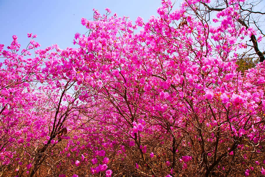 Pink Trees Means Being Considerate To Others Background