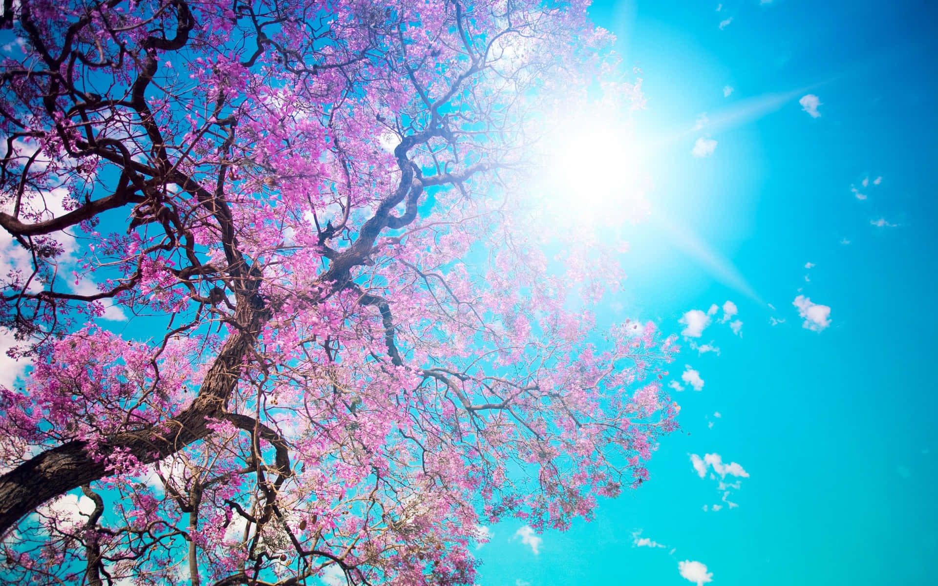 Pink Trees With The Sun Background