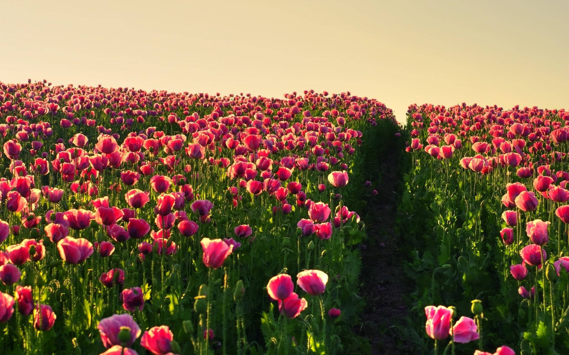 Pink Tulip Flower Field Background