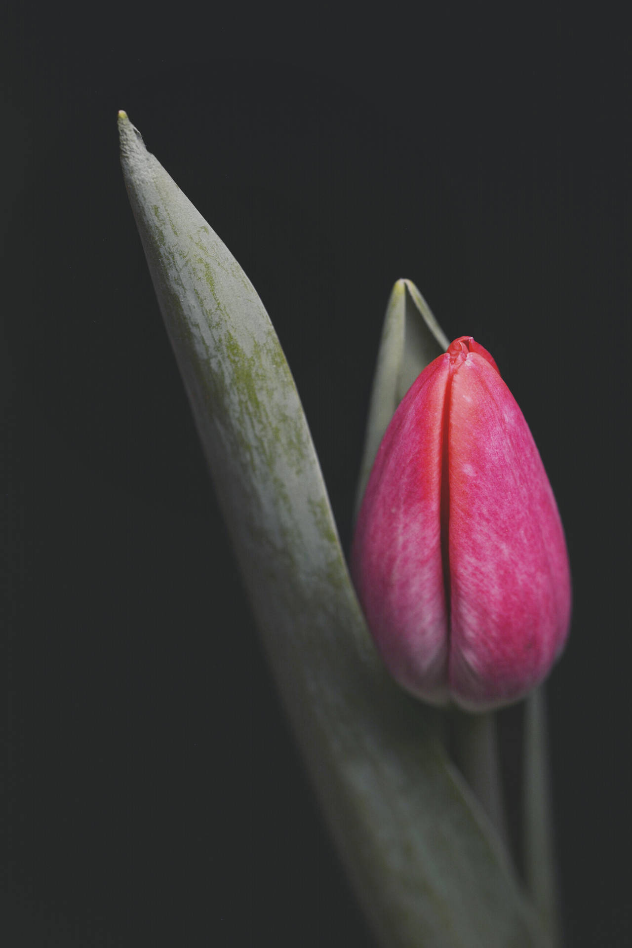 Pink Tulip Flower Iphone Background