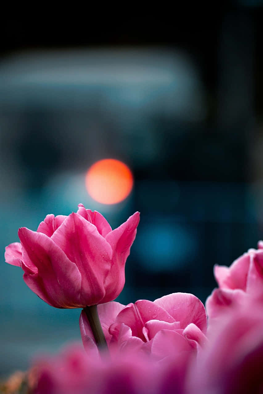 Pink Tulip Night Glow Background