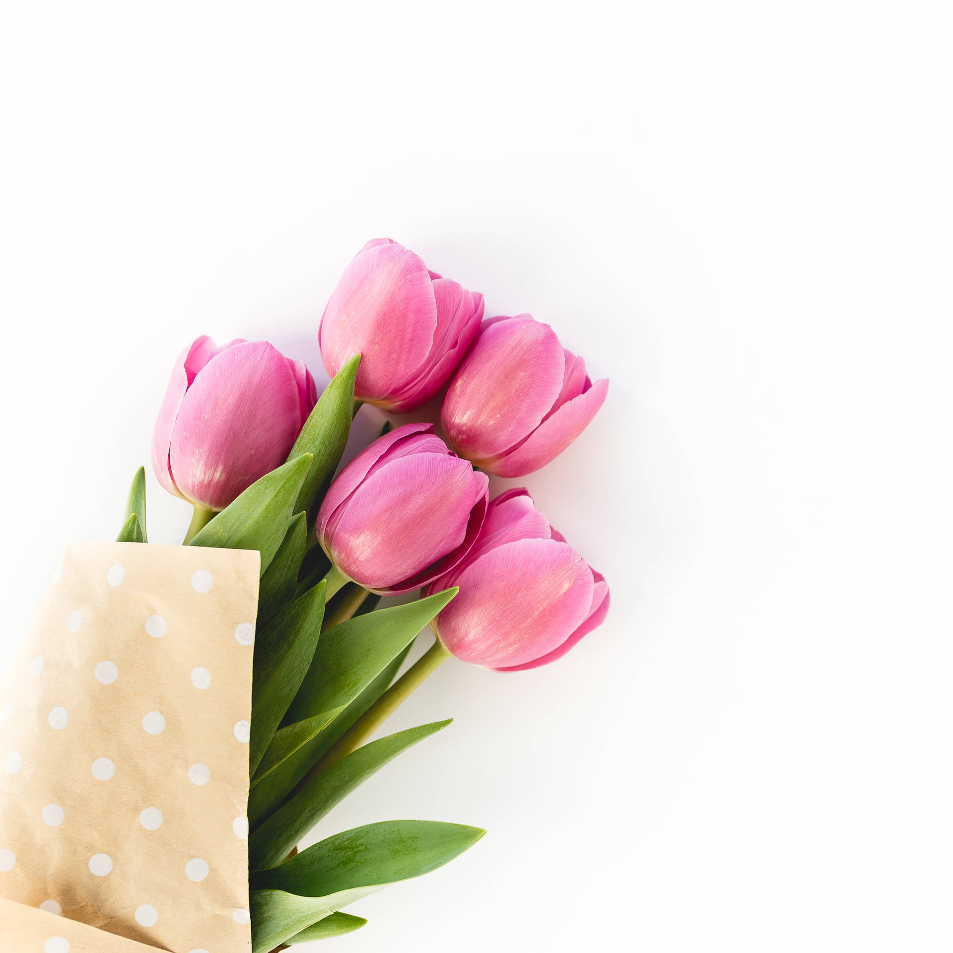 Pink Tulips Bouquet Hd Background