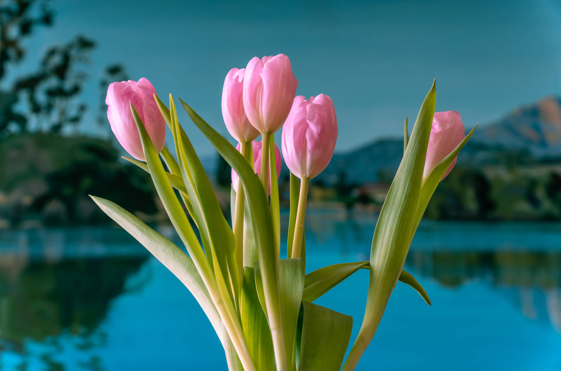 Pink Tulips By The Lake Background