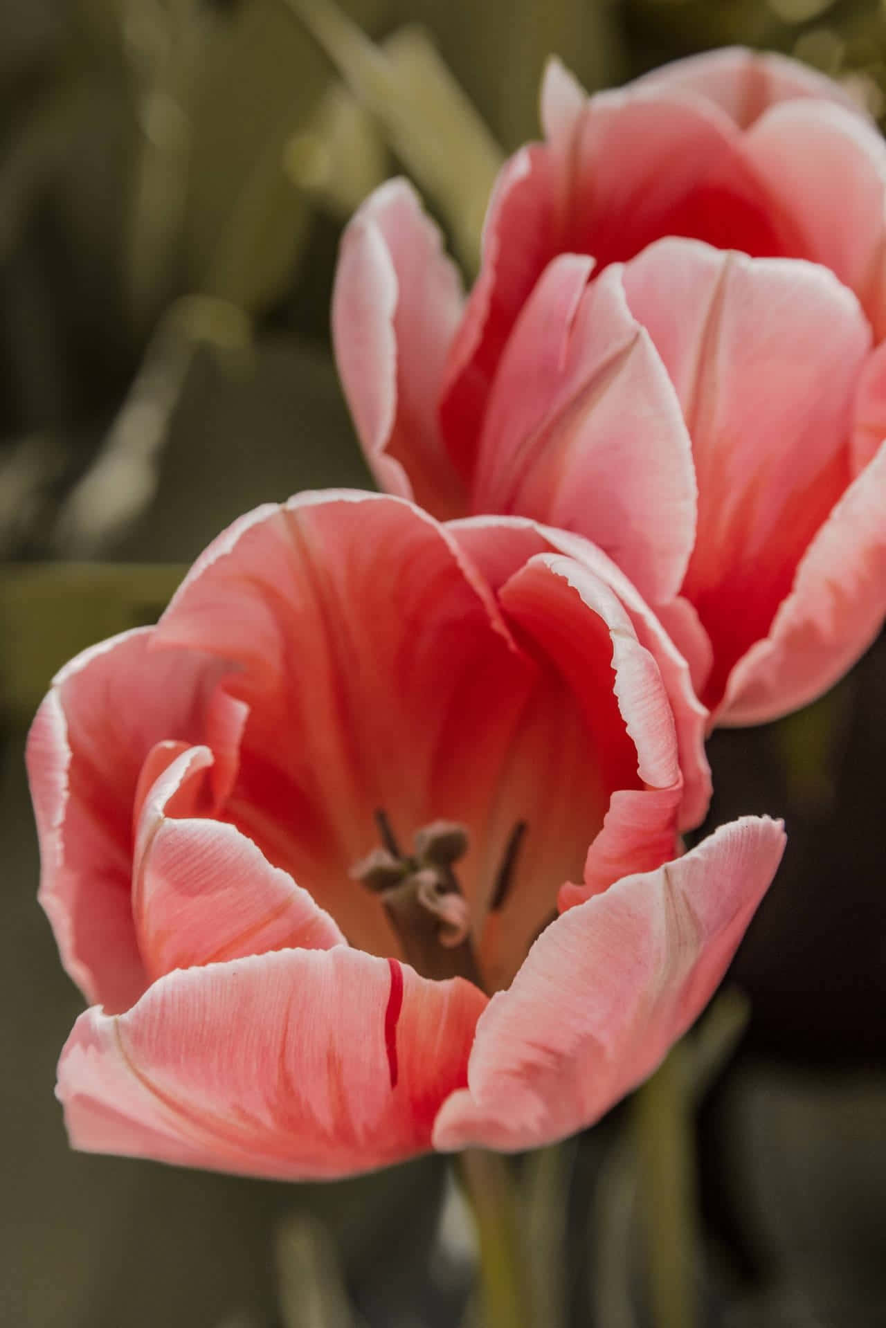 Pink Tulips Close Up Background