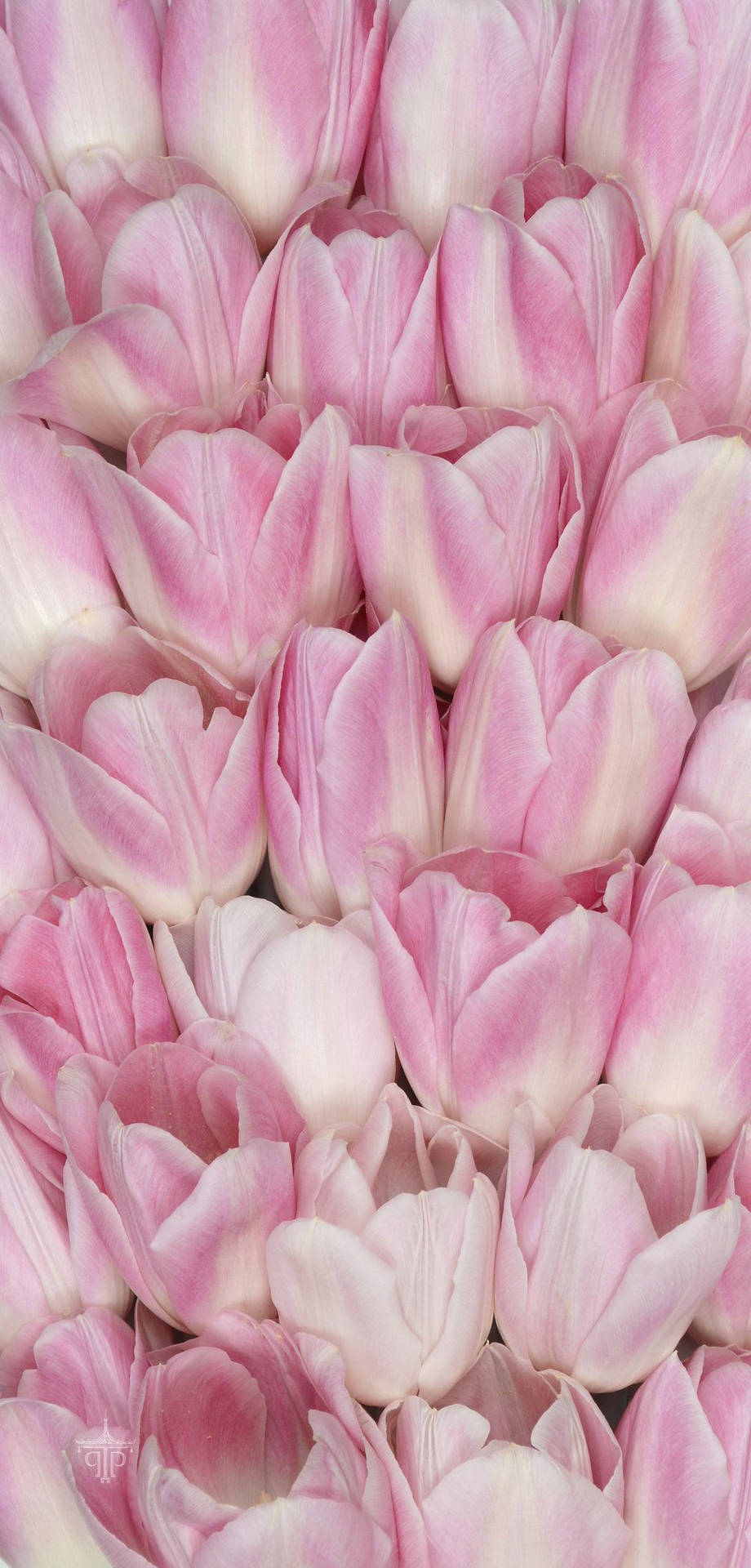 Pink Tulips Floral Iphone