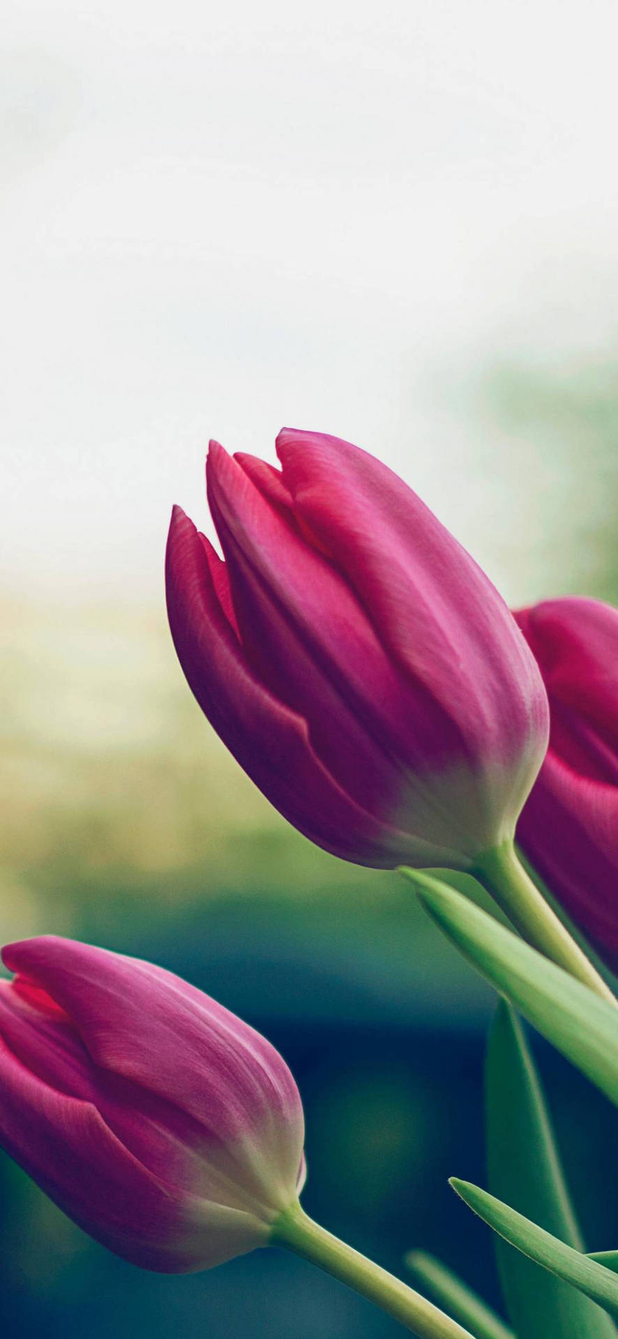 Pink Tulips Flower Phone Background Background