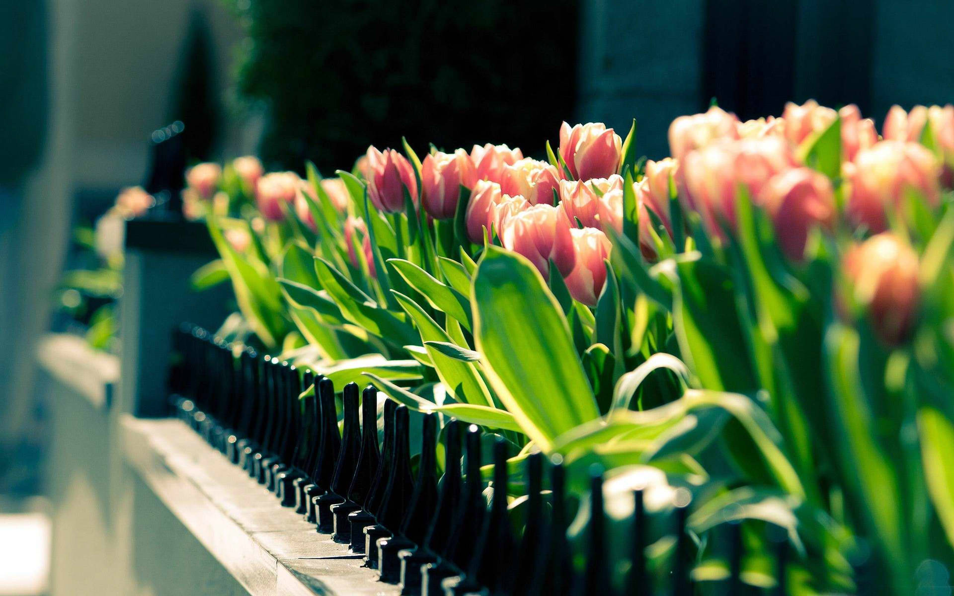 Pink Tulips Garden Spring Computer Background