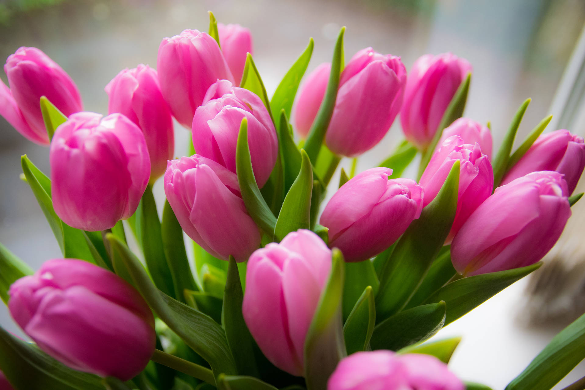 Pink Tulips In Bloom Background