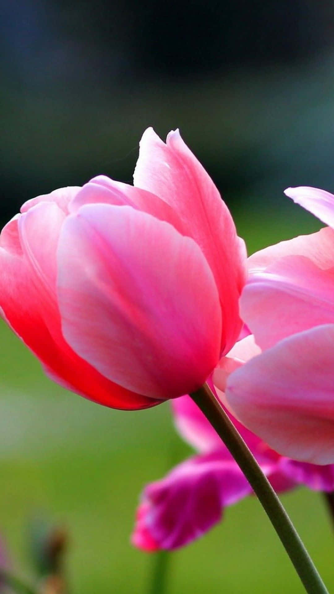 Pink Tulips In The Garden Background