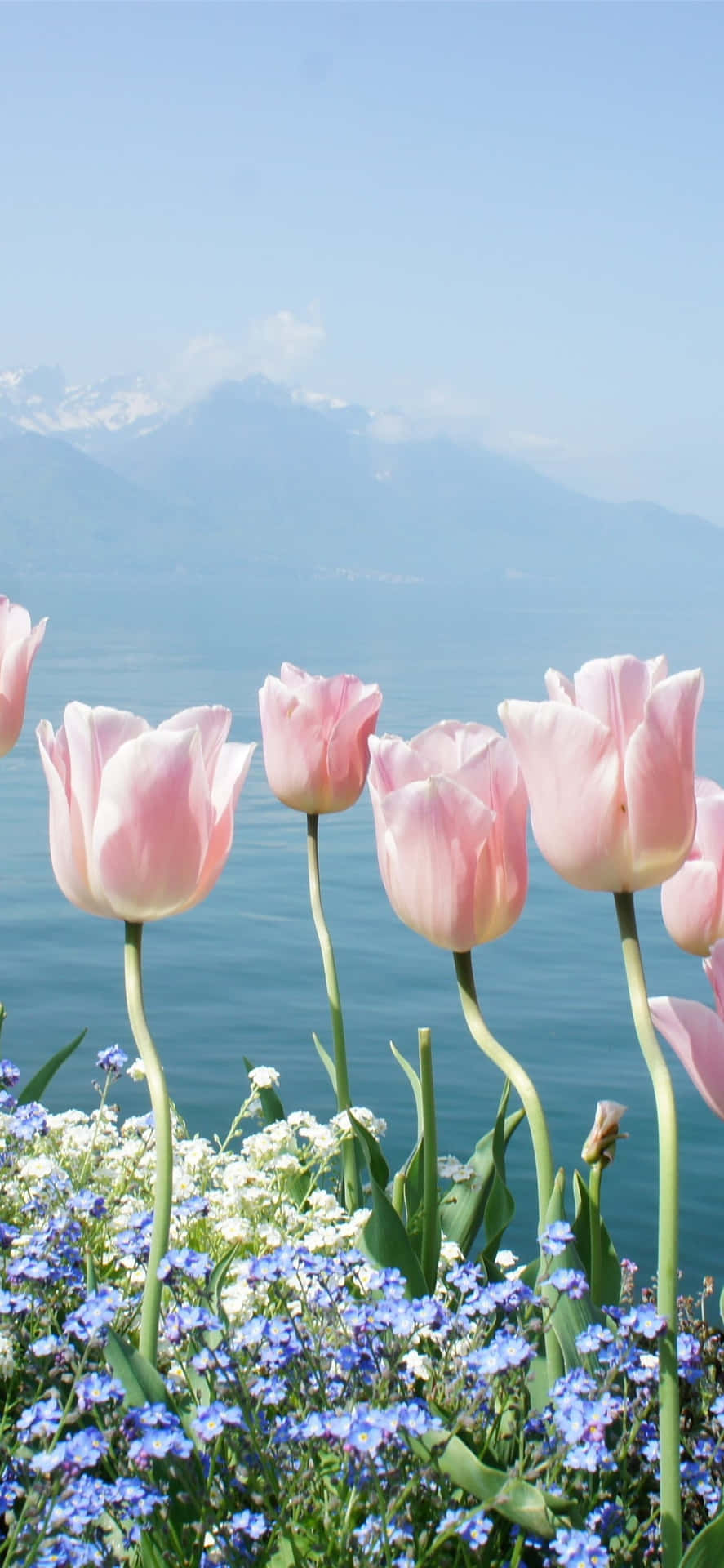 Pink Tulips Lake Mountain View Background