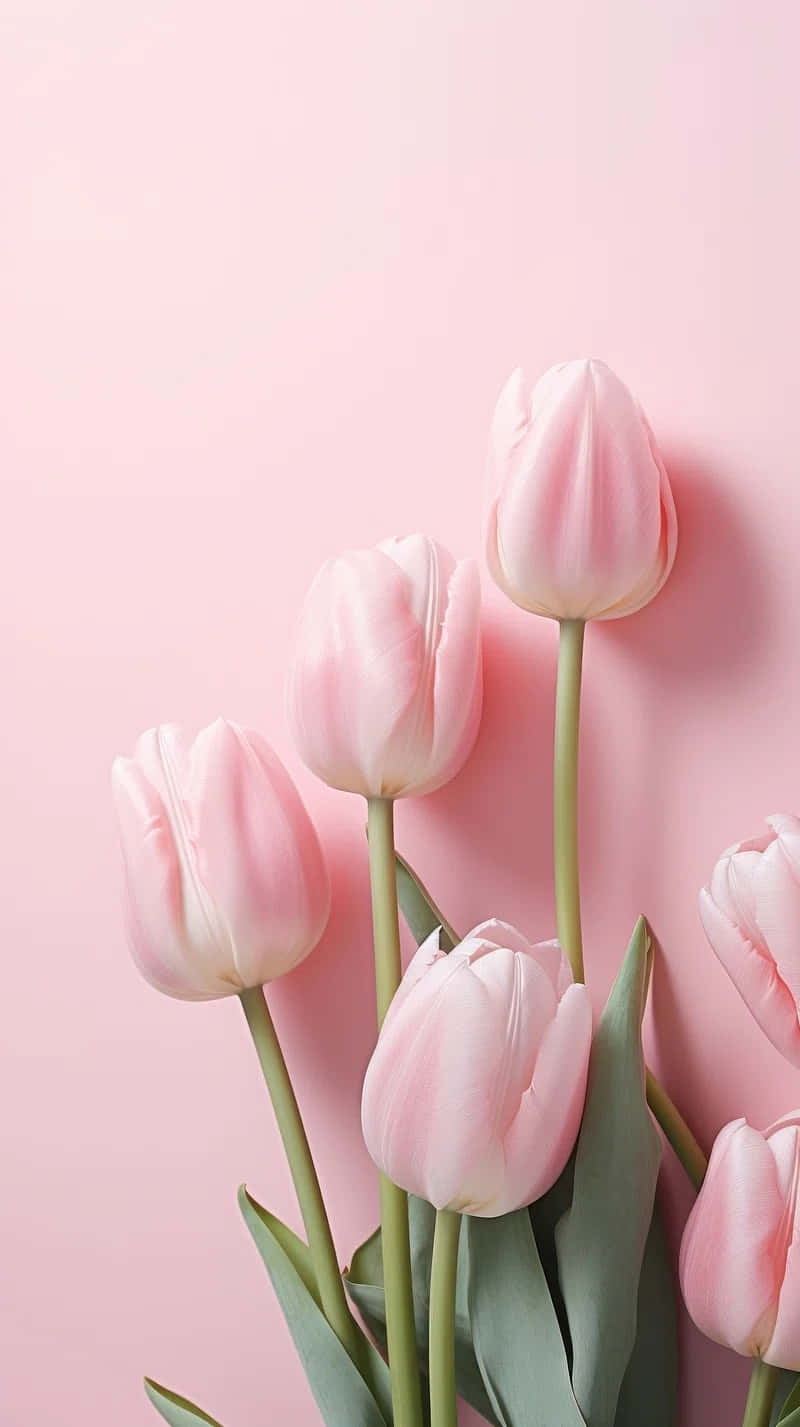 Pink Tulips Pastel Background Background