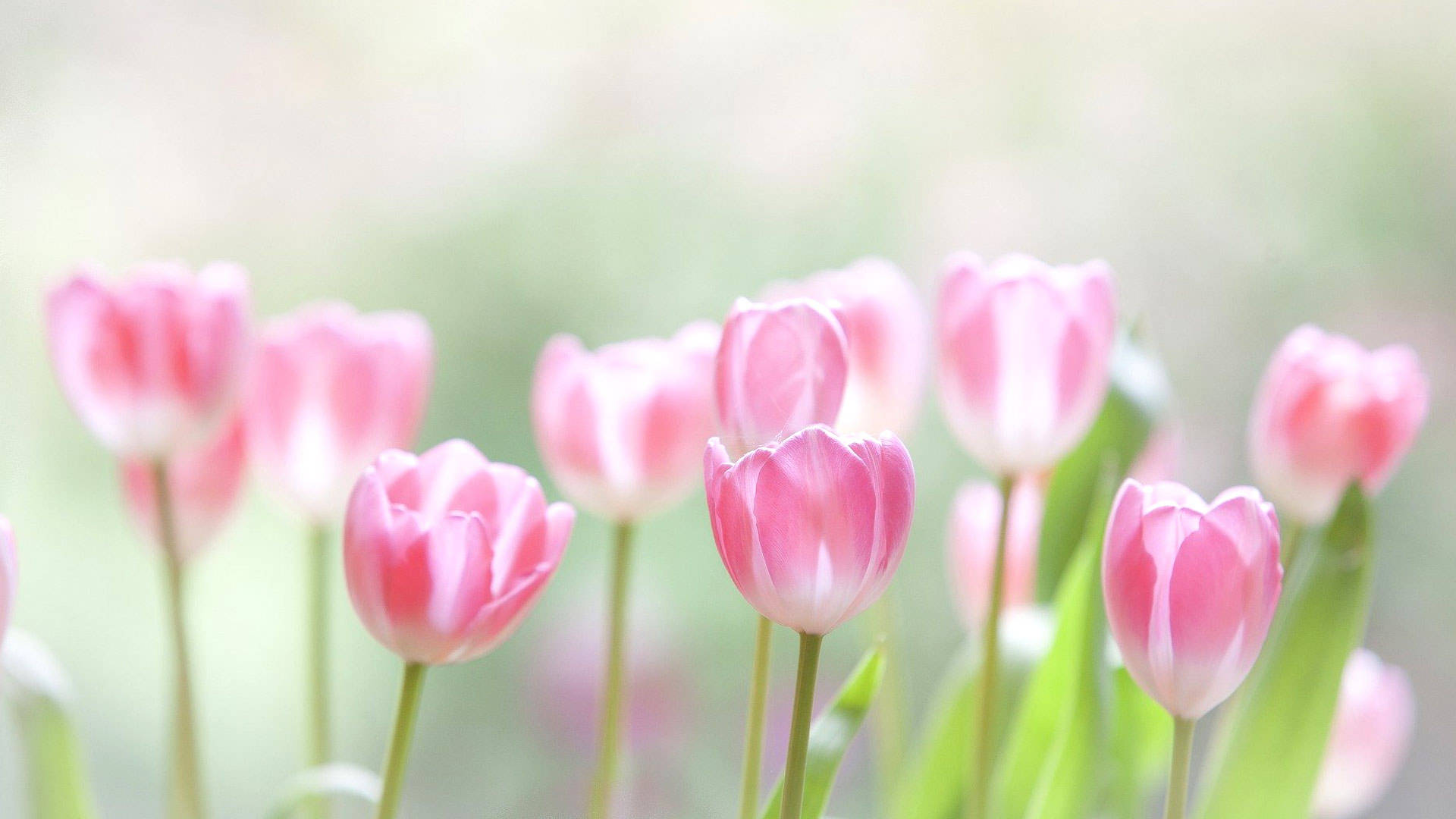 Pink Tulips Webex Background Background