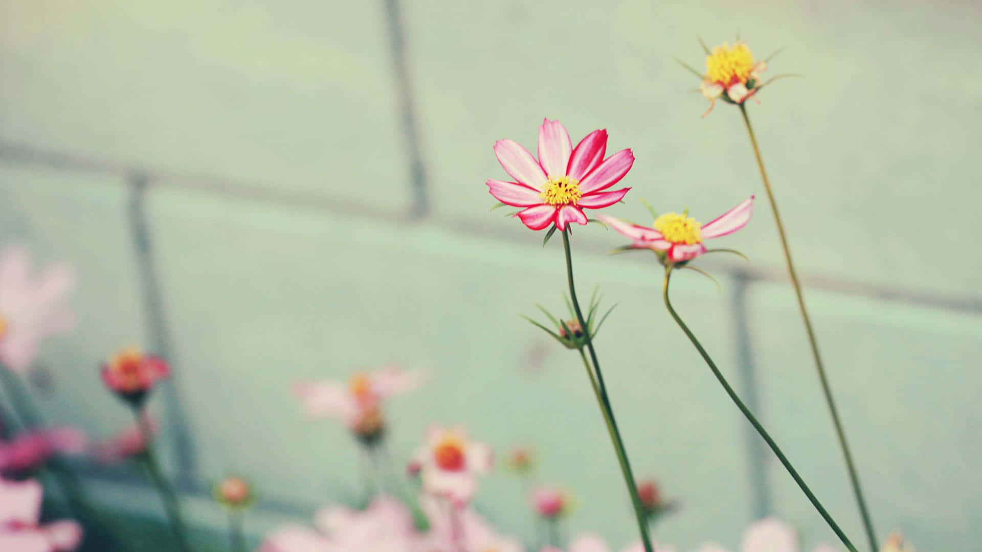 Pink Tumblr Flowers Desktop Background