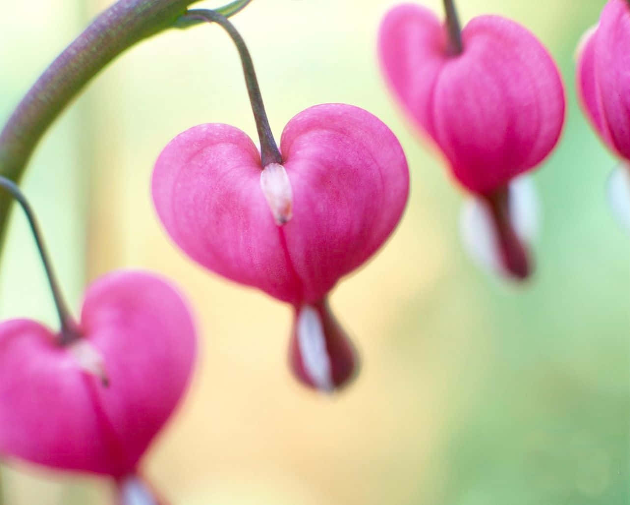 Pink Valentine Day Heart Flowers Background