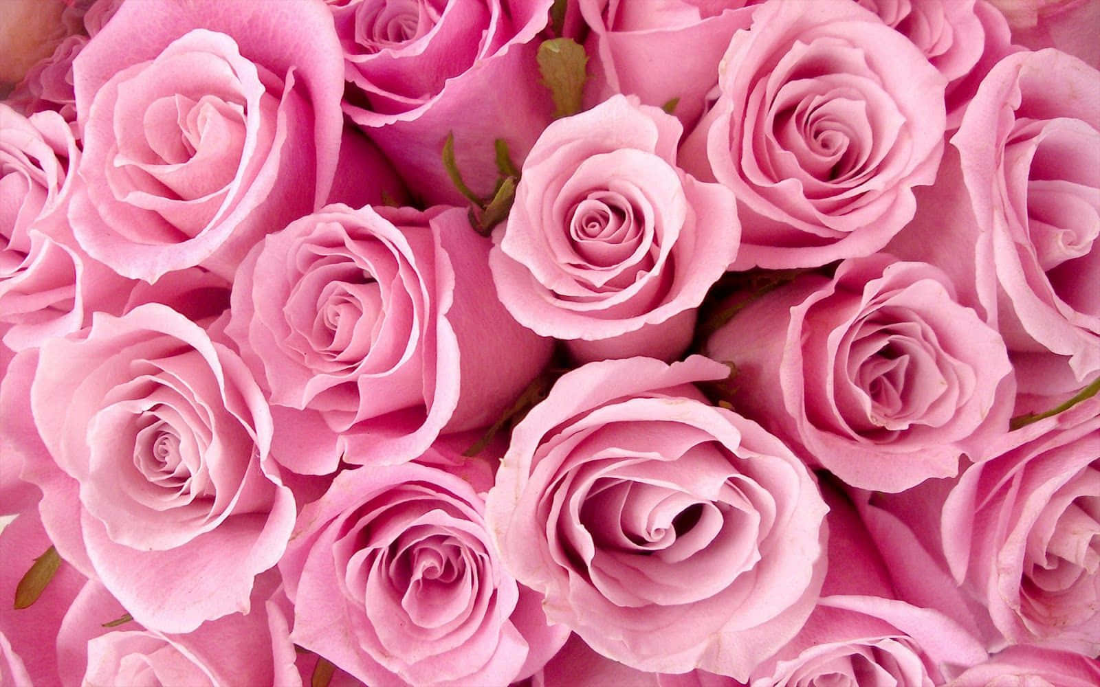 Pink Valentine Day Pretty Roses Background