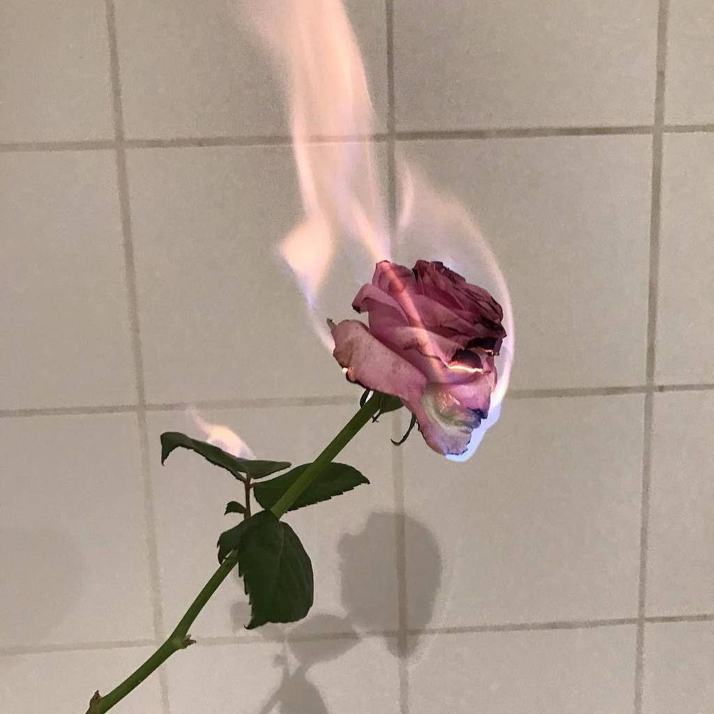 Pink Vintage Aesthetic Flaming Rose