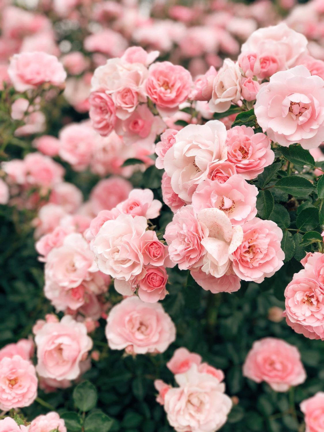 Pink Vintage Aesthetic Rose Garden Background