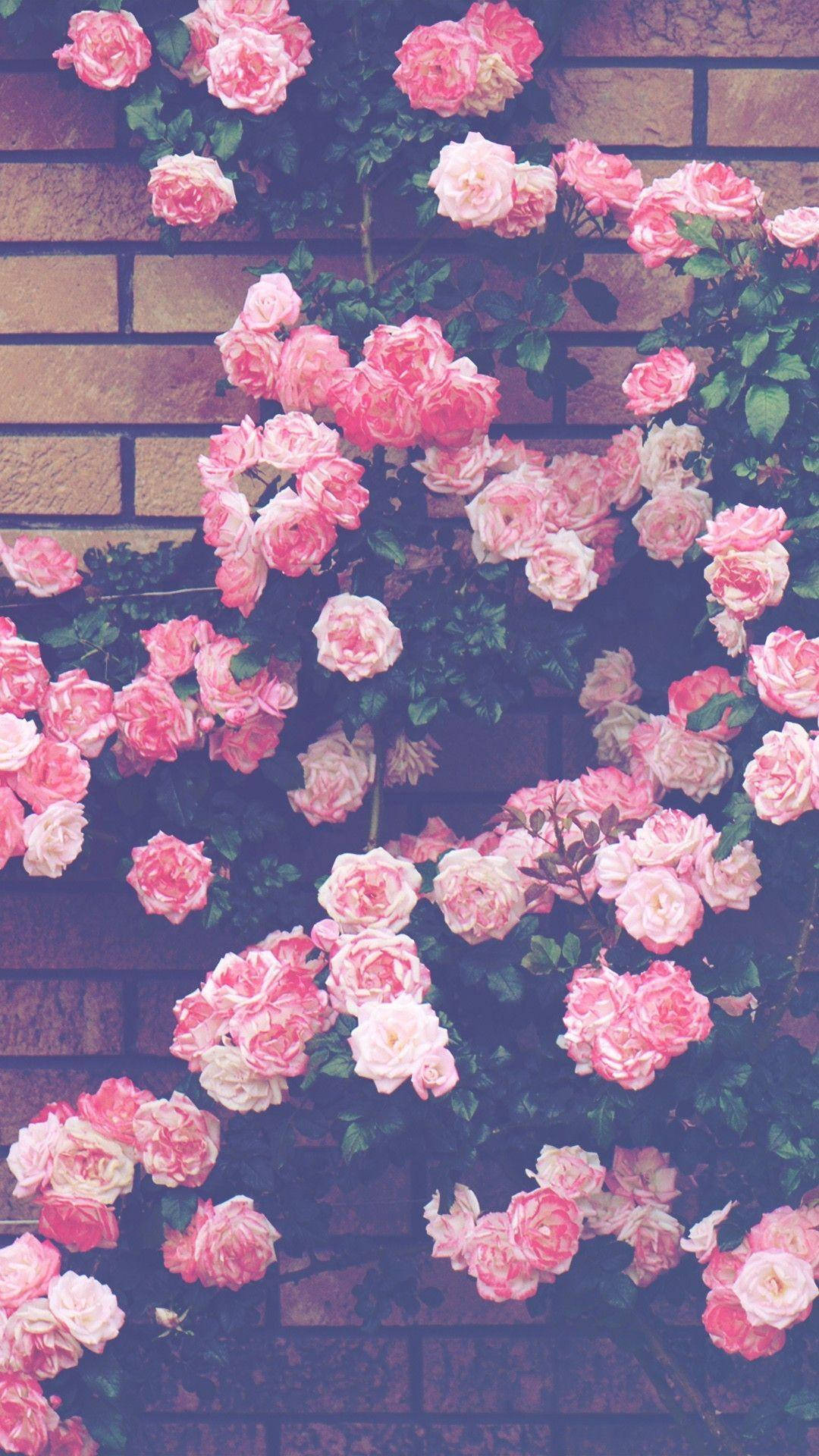 Pink Vintage Aesthetic Roses On A Wall