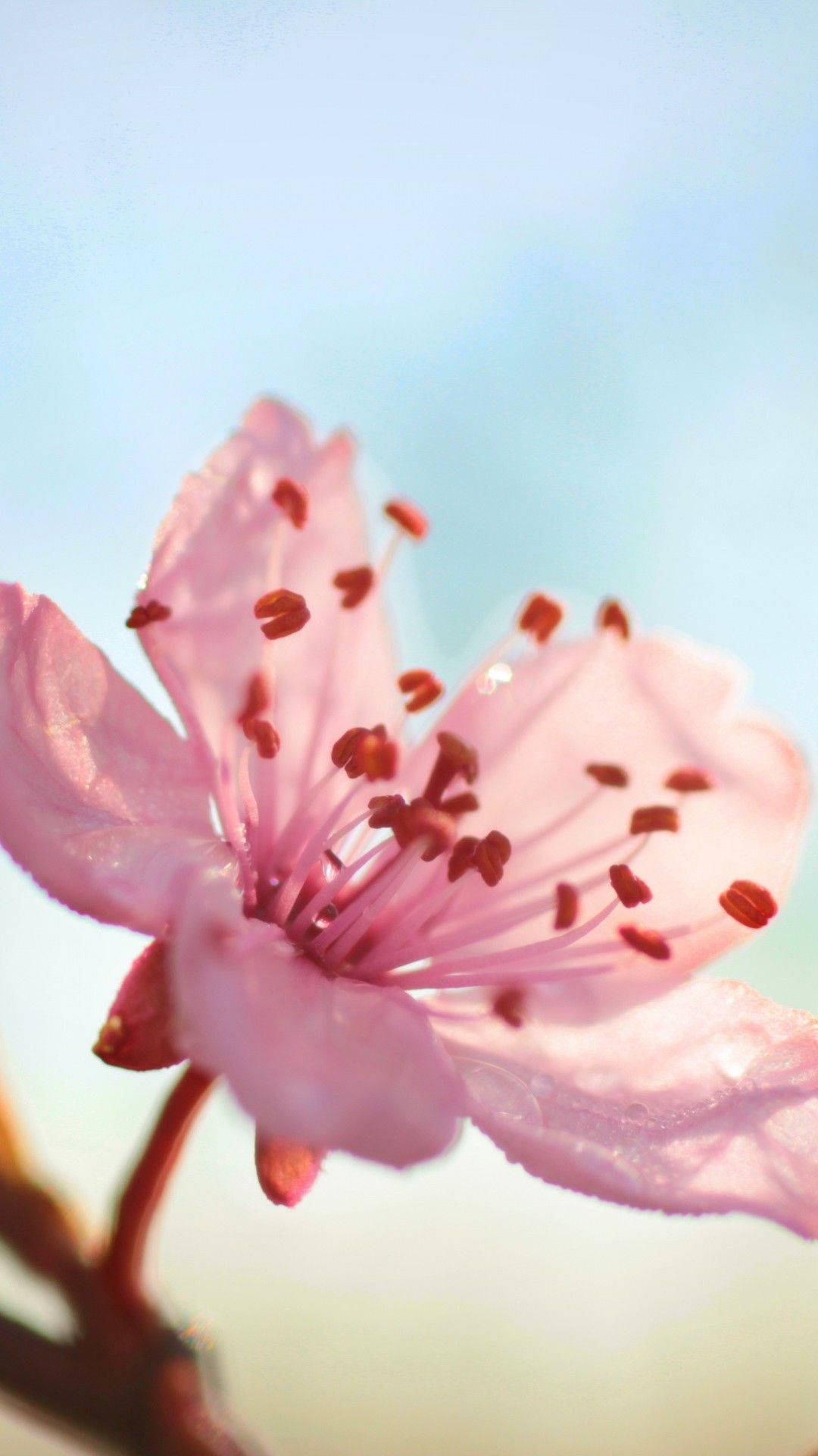 Pink Vintage Aesthetic Sakura Flower Background