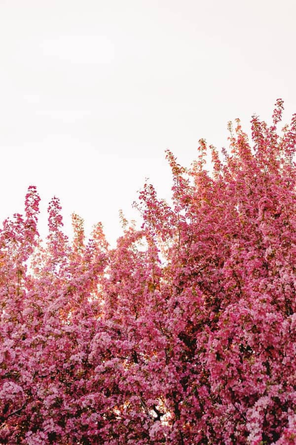 Pink Vintage Flower Aesthetic Tree