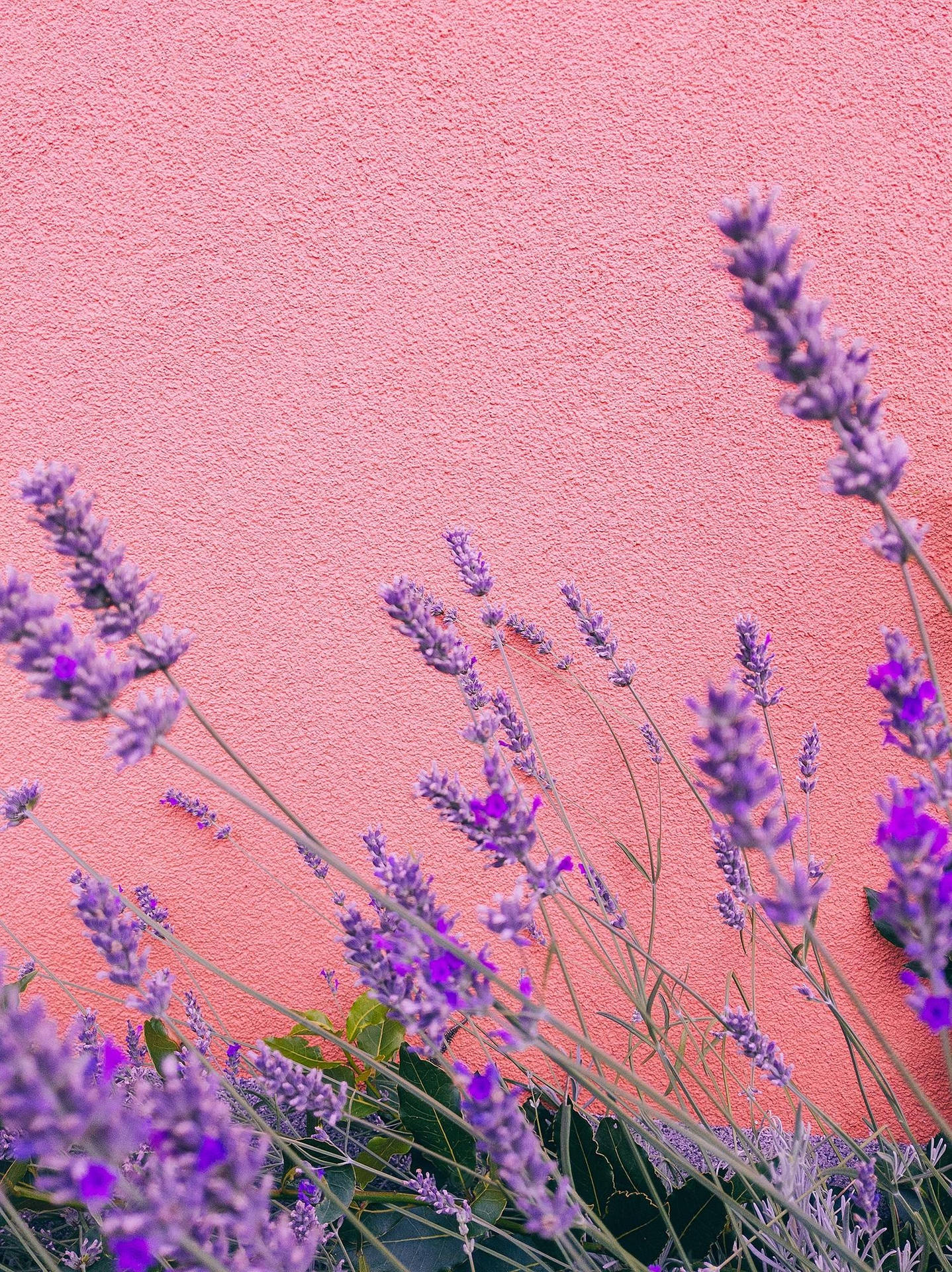 Pink Wall And Aesthetic Purple Flower Background