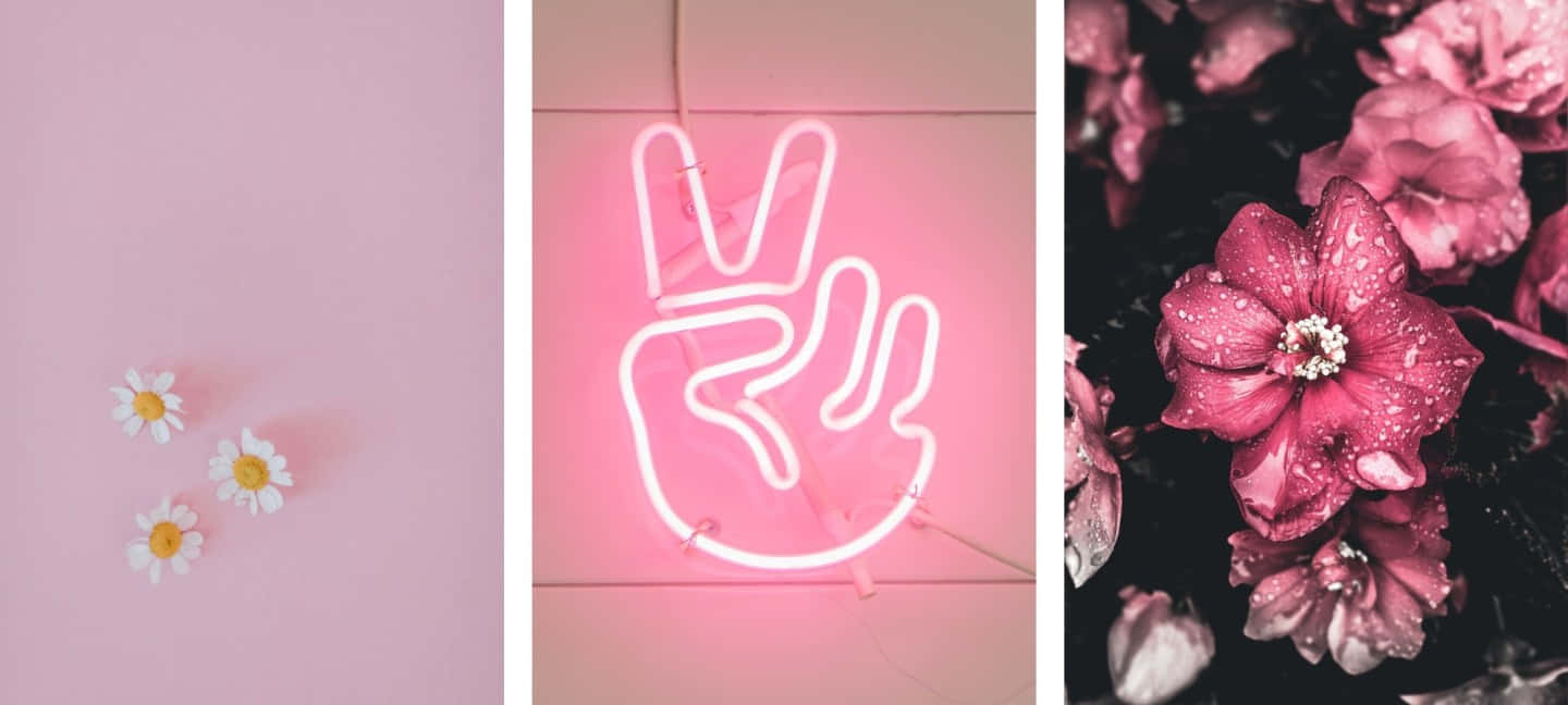 Pink Wallpapers For Your Desktop Background