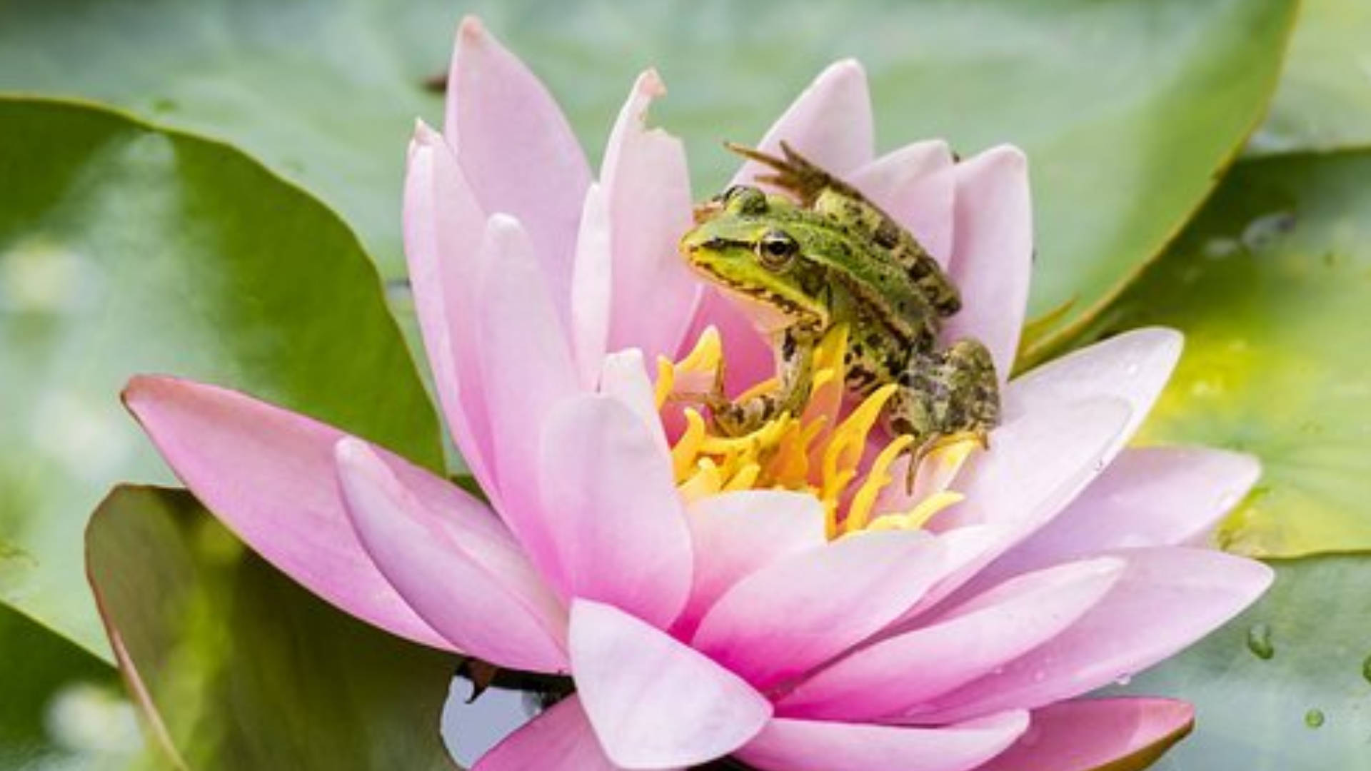 Pink Water Lily And A Frog Background