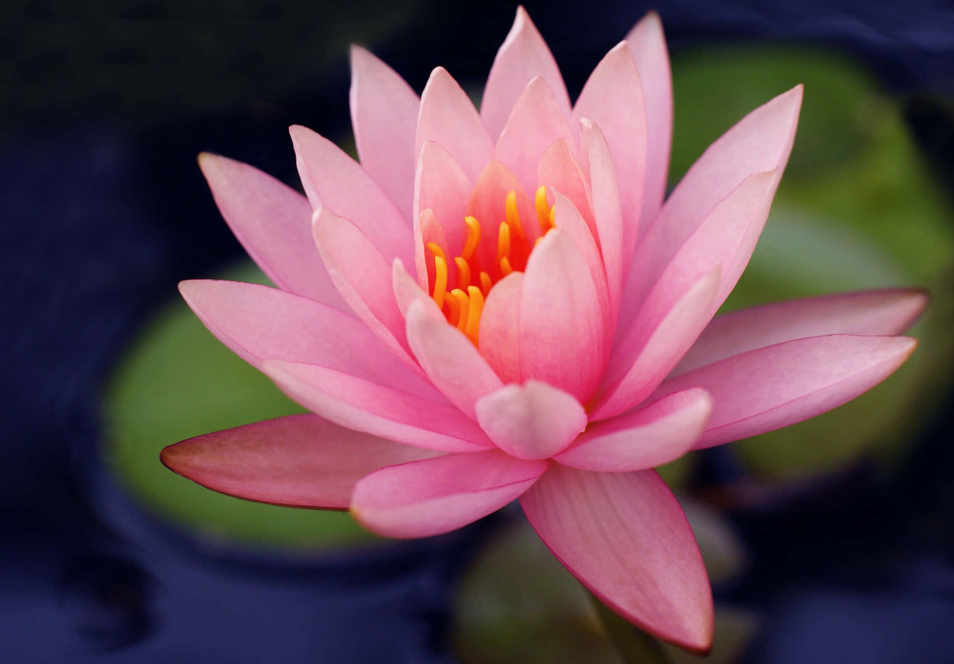 Pink Water Lily Flower Background