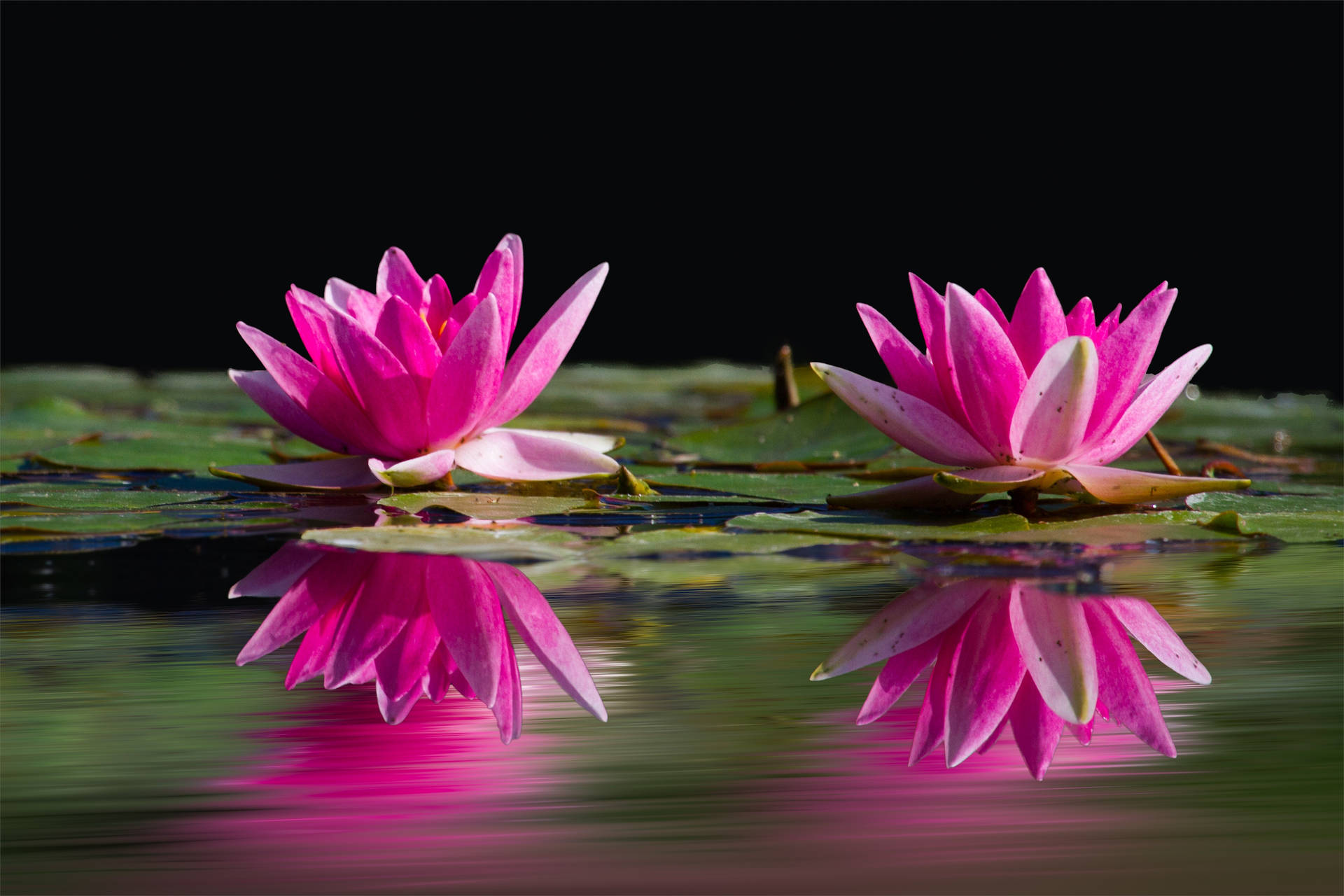 Pink Water Lotus Flowers Background