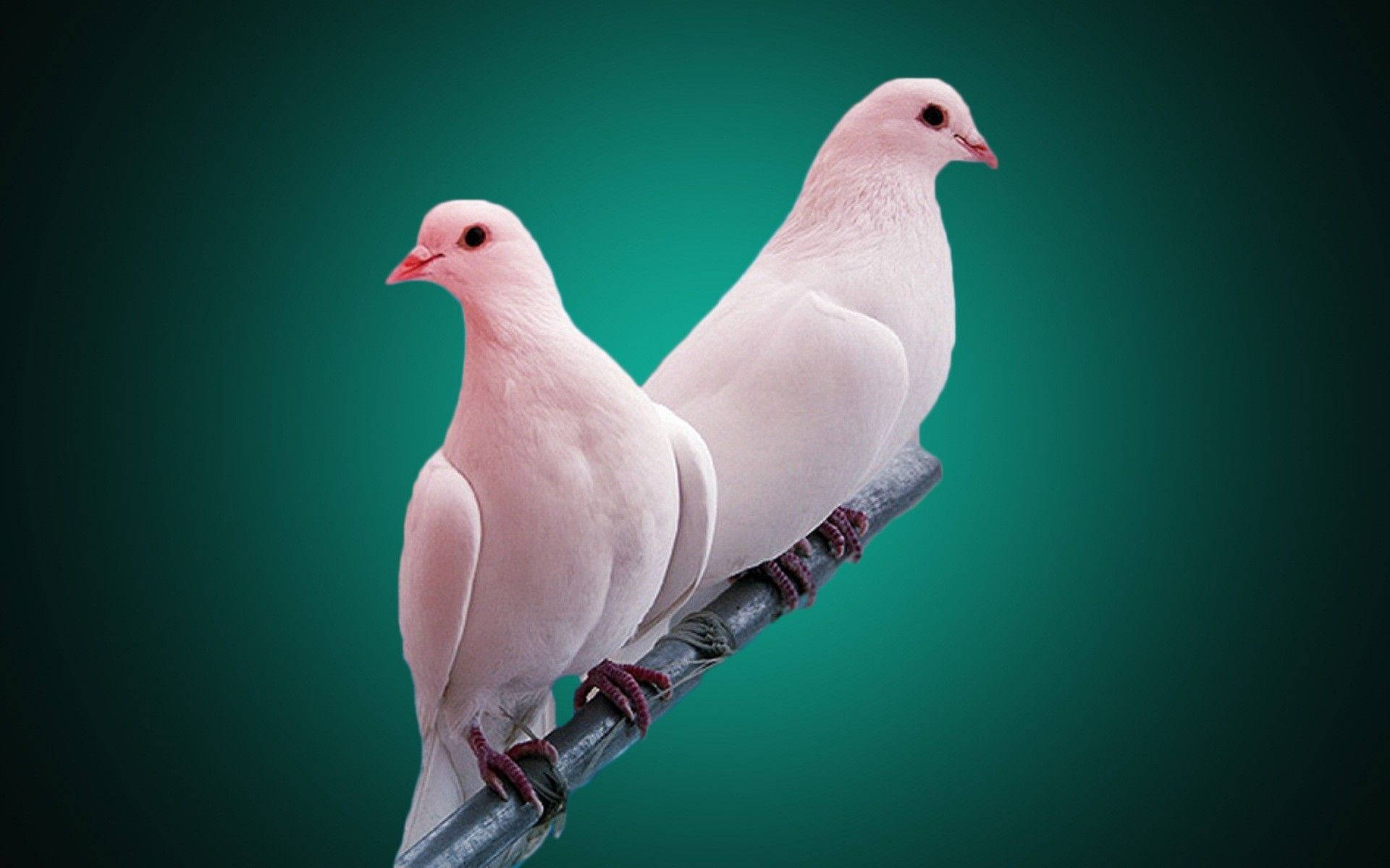 Pink-white Dove Love Birds Background